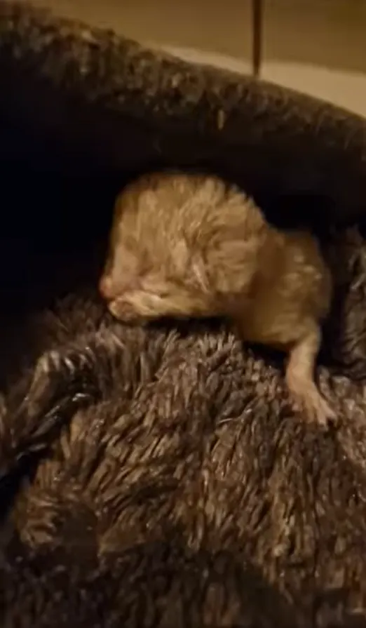 Kitten van een paar dagen oud overleden na dumping in ondergrondse container