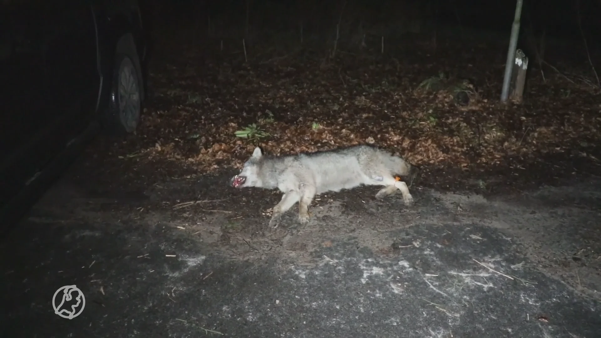 Dode wolf gevonden in bos tussen Ede en Wekerom, mogelijk aangereden