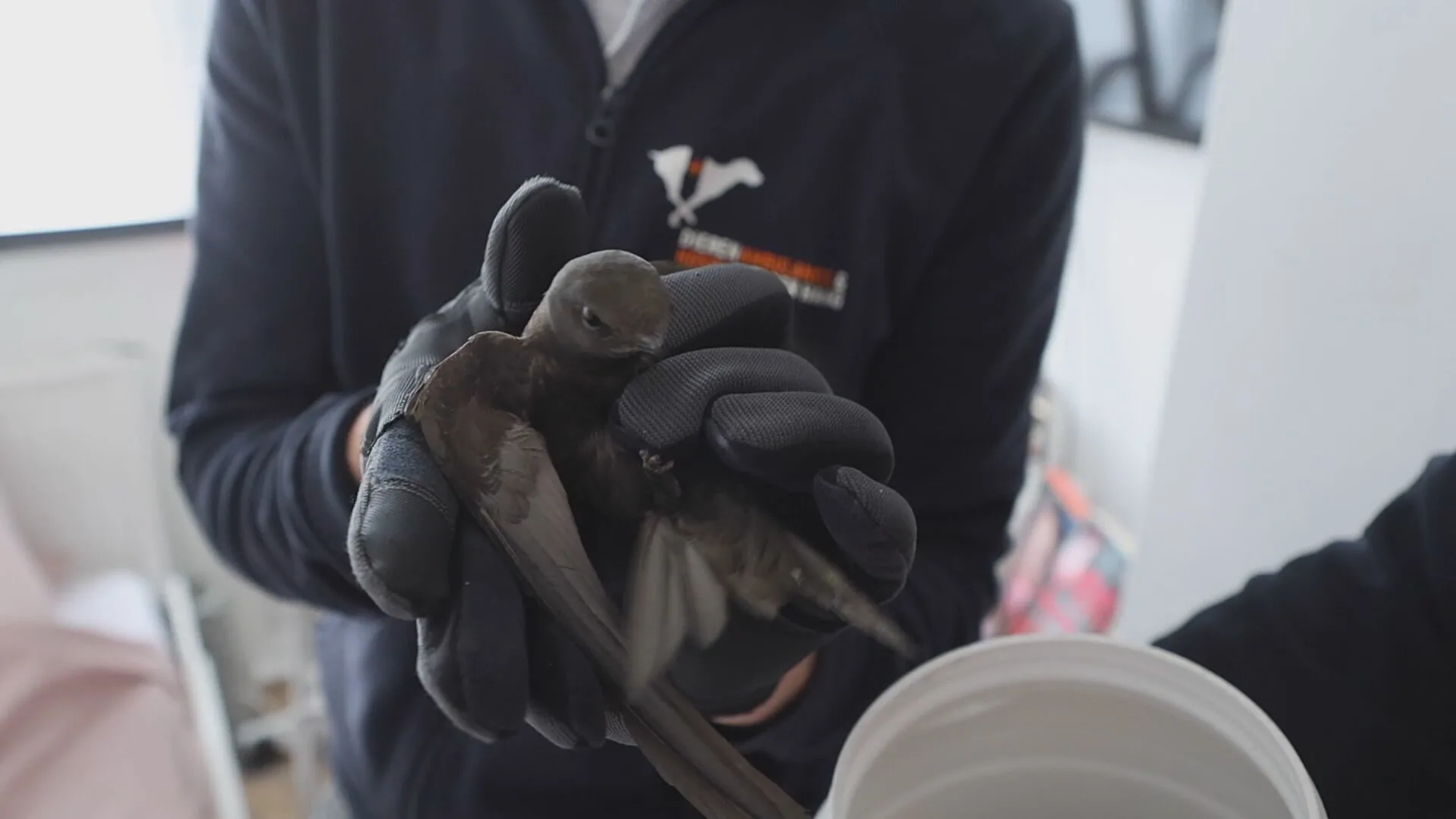 'Rat' in plafond Haagse woning blijkt vreemde vogel