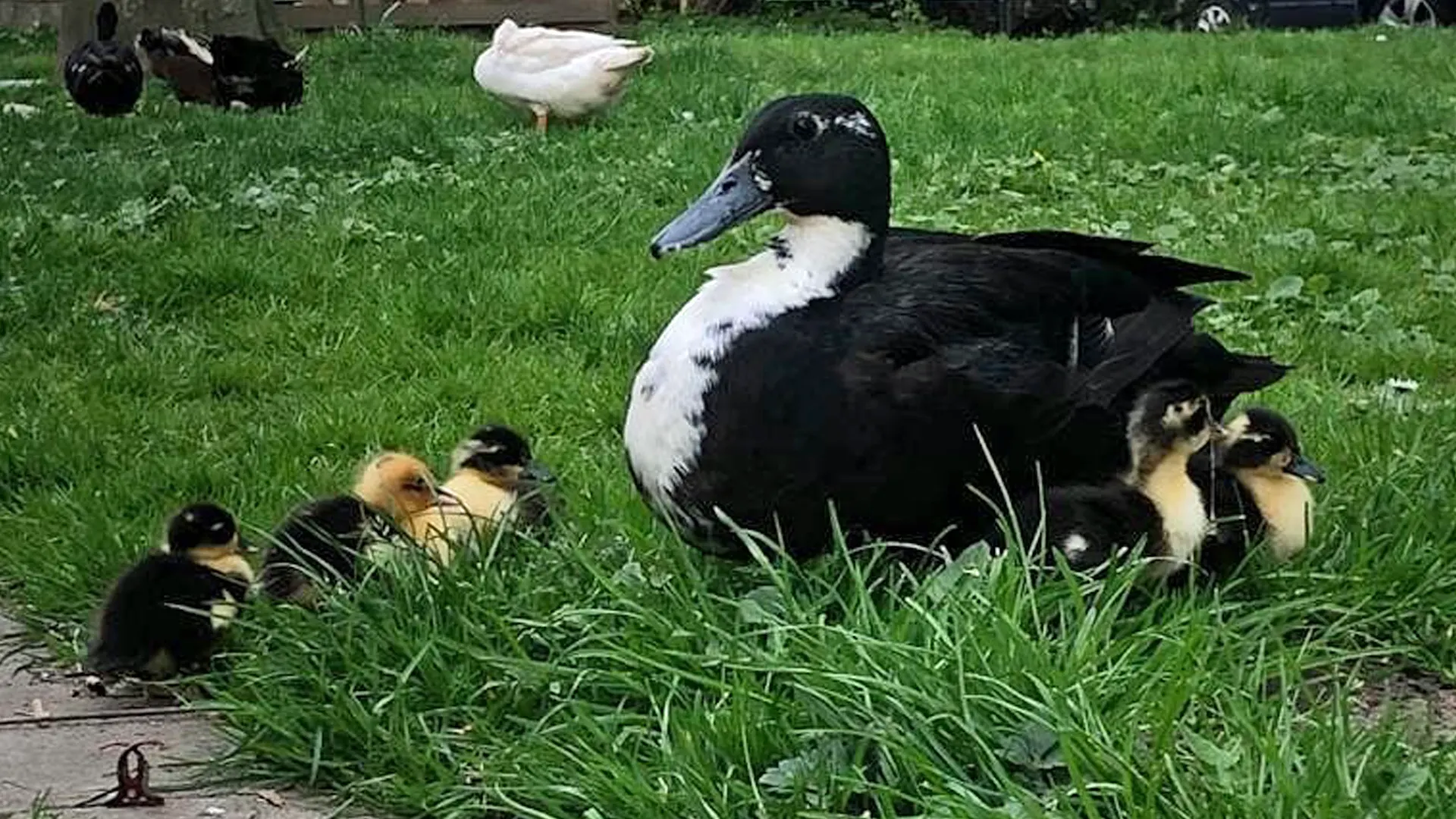 Hartverscheurende foto: snavels eendenkuikentjes kapot geslagen, inslapen enige optie