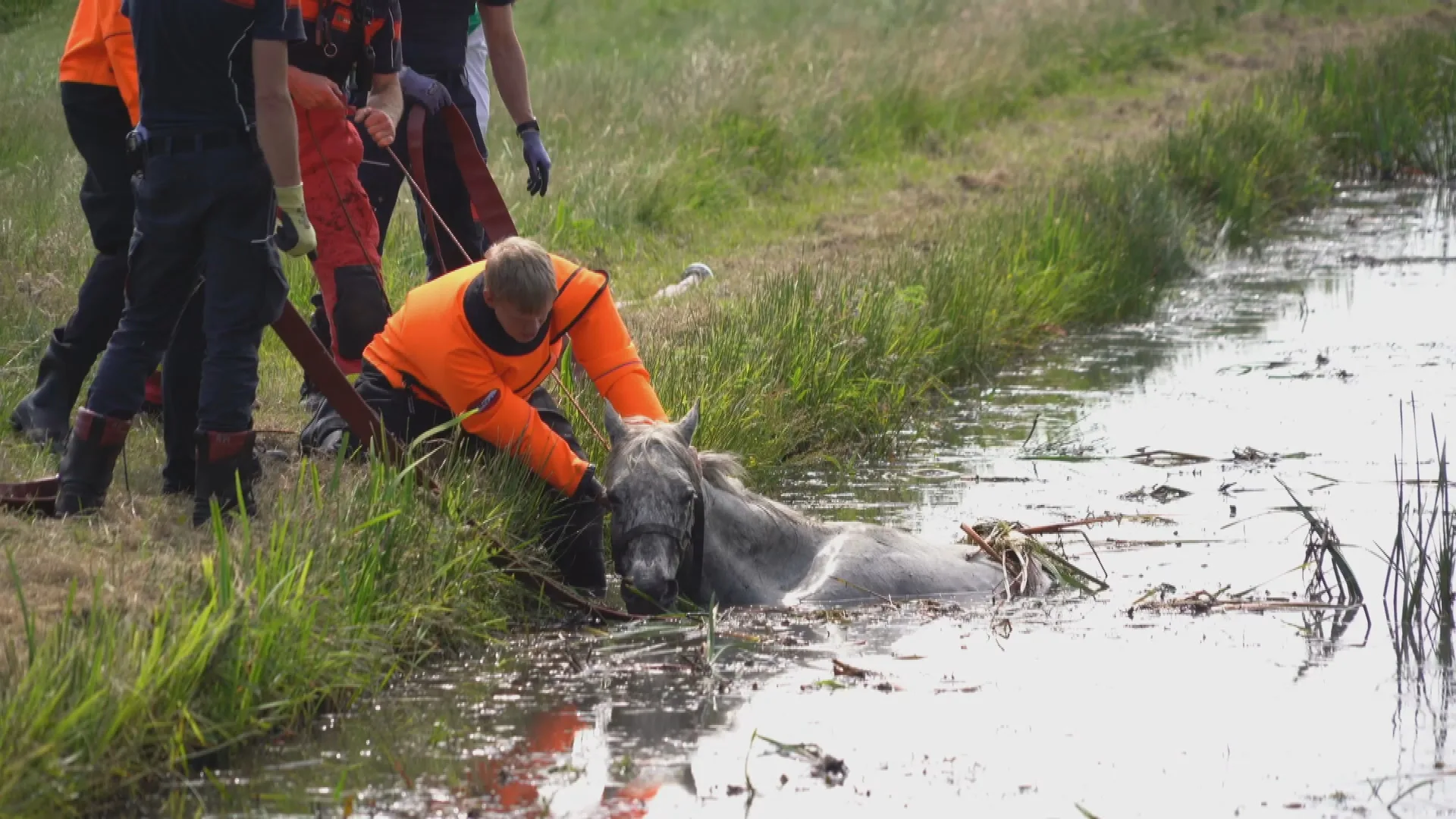 Paard komt vast te zitten in sloot in Peize, brandweer moet dier bevrijden