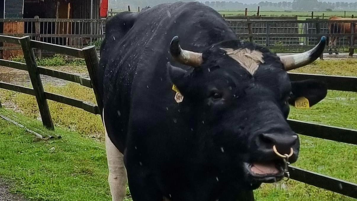 Vrouw levensgevaarlijk gewond na aanval door losgeslagen stier