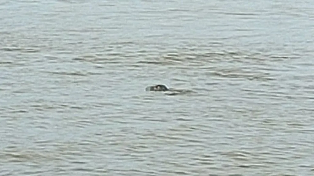 Zwemmende vrouw schrikt zich rot van speelse zeehond bij strandje Lexmond