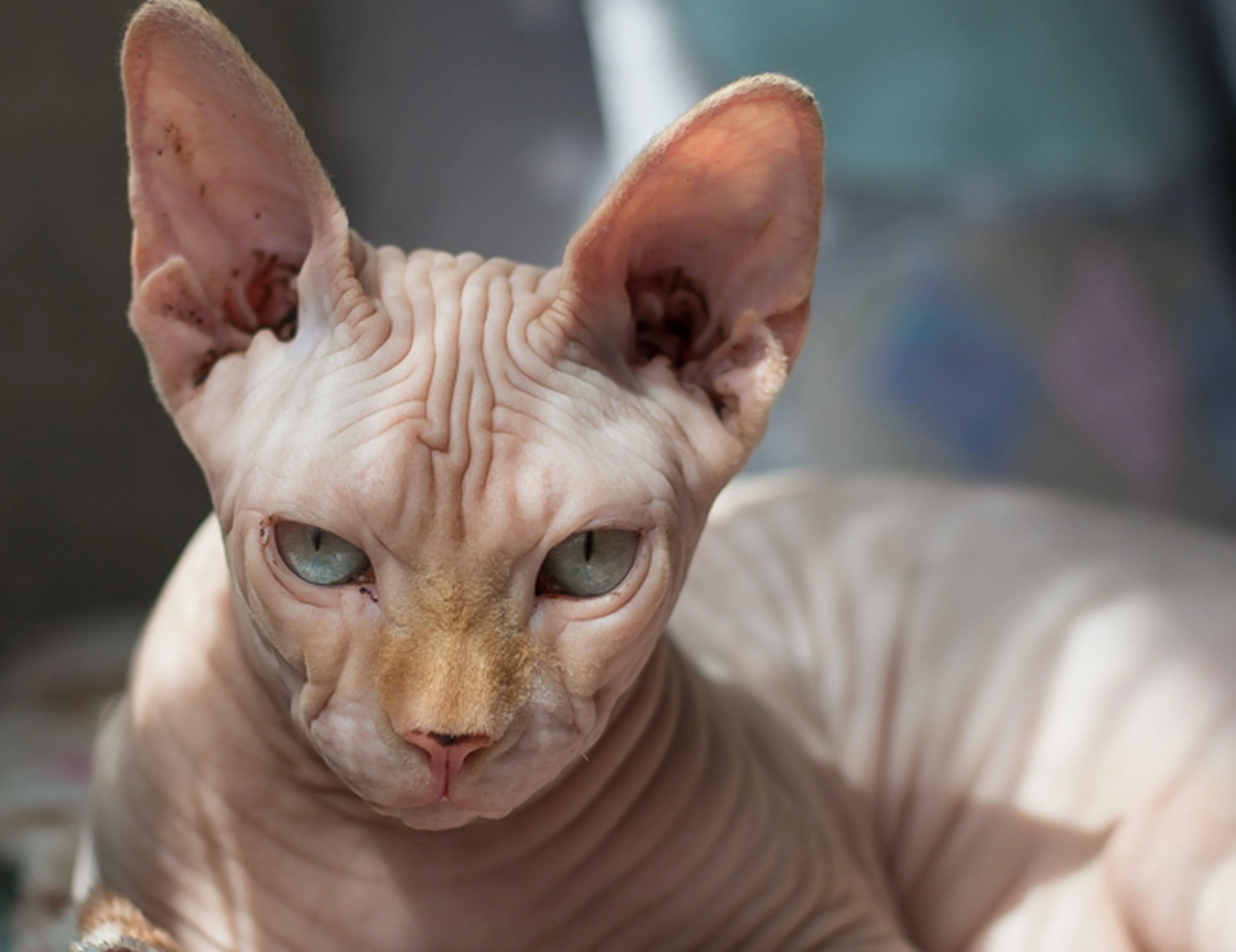 Naaktkatteneigenaar in Krimpen opnieuw in de fout, tien dieren in beslag genomen 