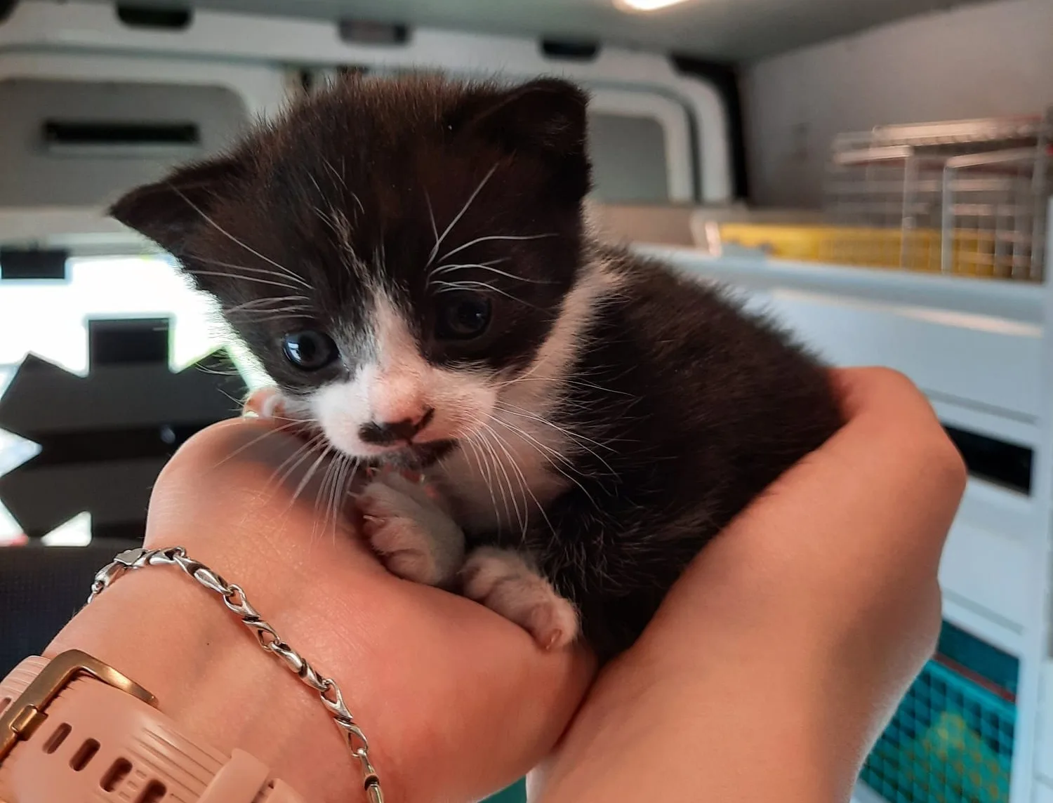 Dierenambulance ontfermt zich over 27 in de steek gelaten katten bij woonboot