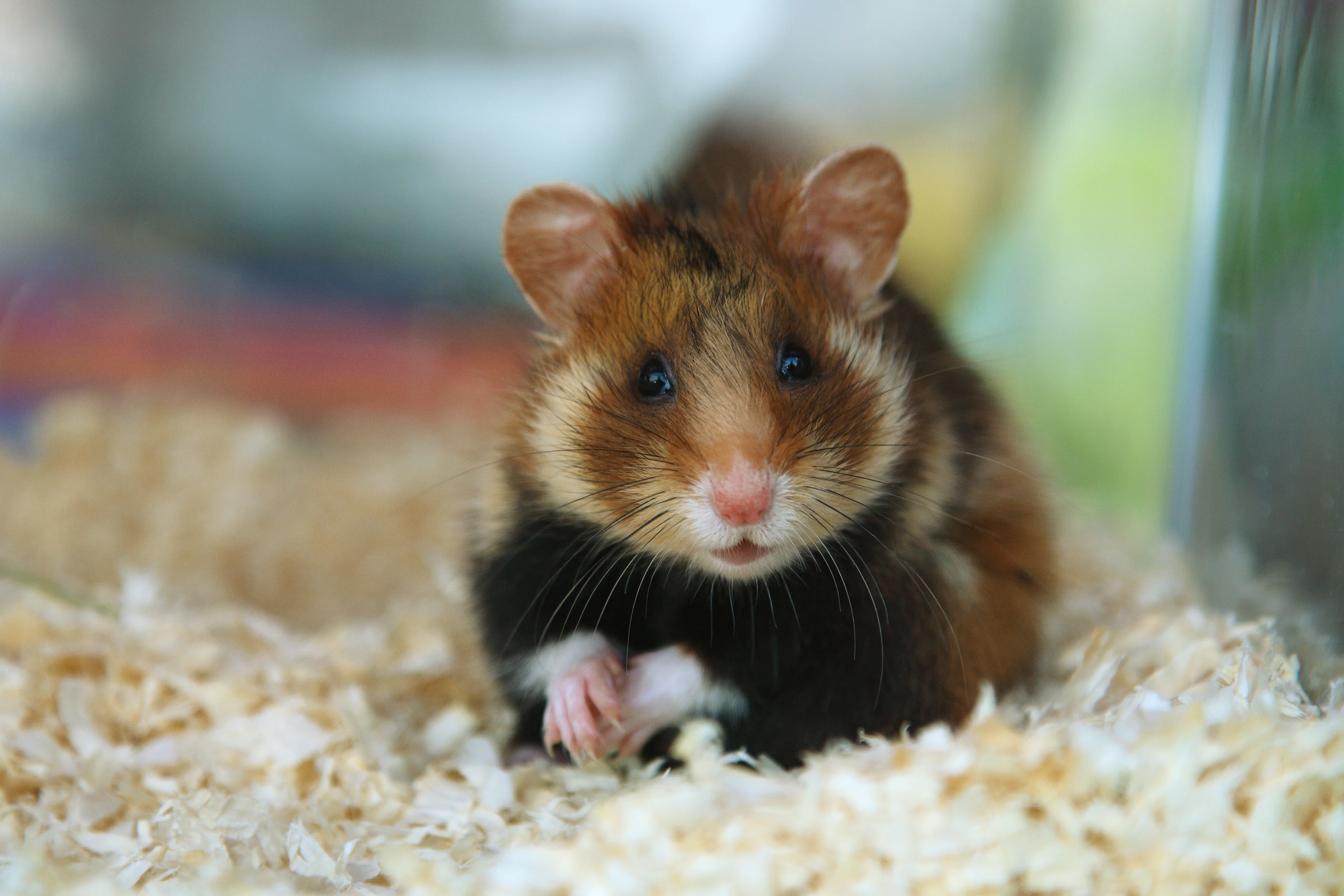 Bouwplaats Lelystad gesloten: Bouwvakkers woonden met hun hamsters tussen de elektriciteitskabels