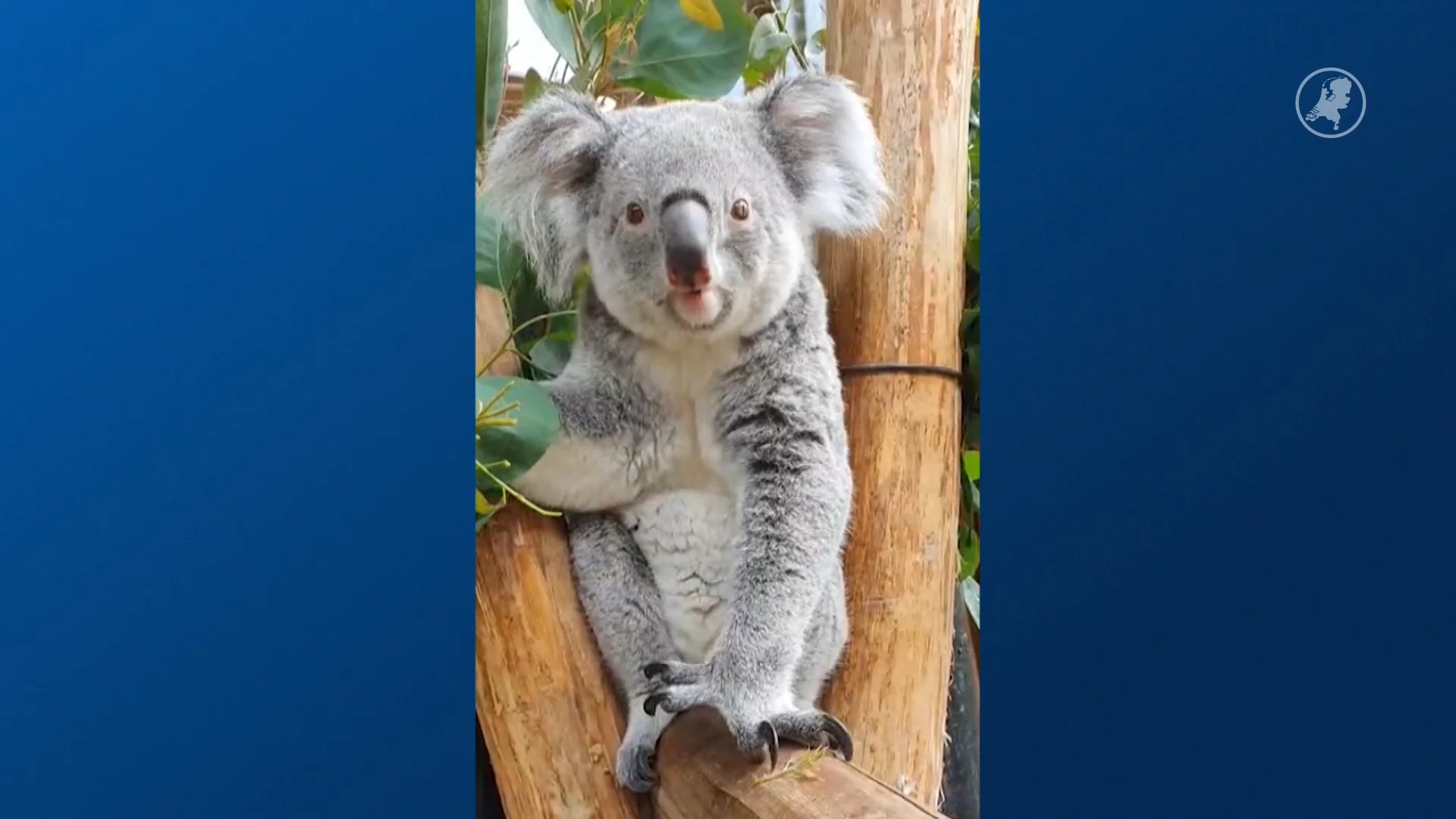 Mama koala heeft een joey in haar buidel