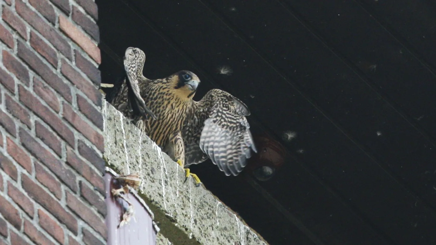 Broedende slechtvalken in klokkentoren Rijksmuseum, bekijk ze via deze webcam
