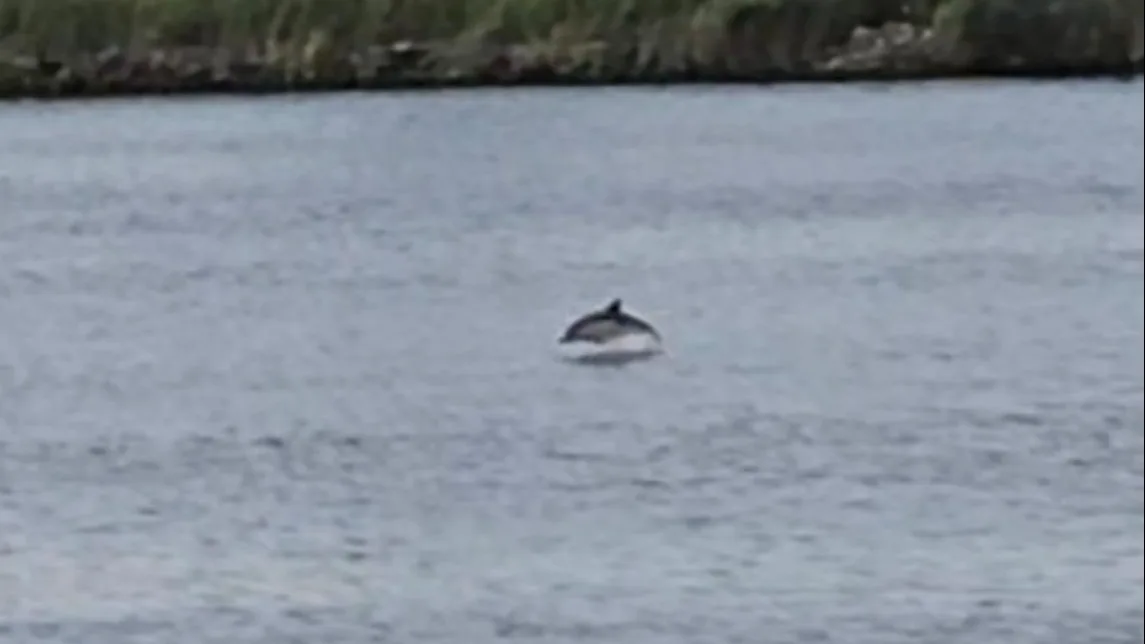 Dolfijn gespot in Noordzeekanaal, 'reden tot zorg'
