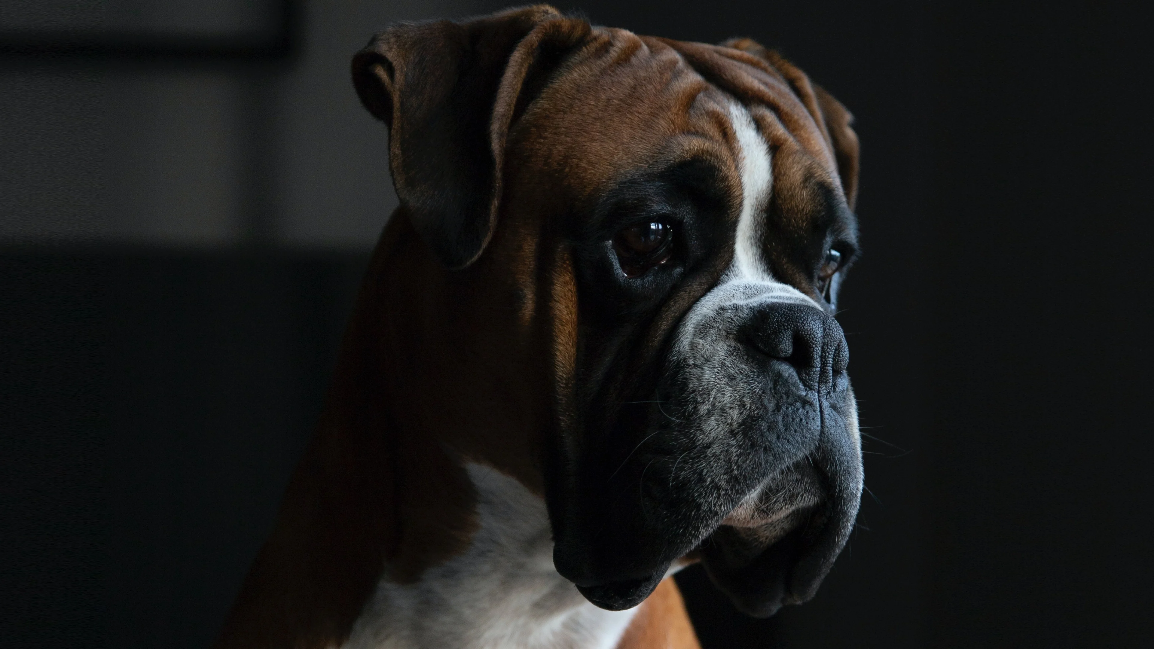 Vier mannen proberen hond van vrouw tijdens uitlaten te stelen, politie zoekt daders