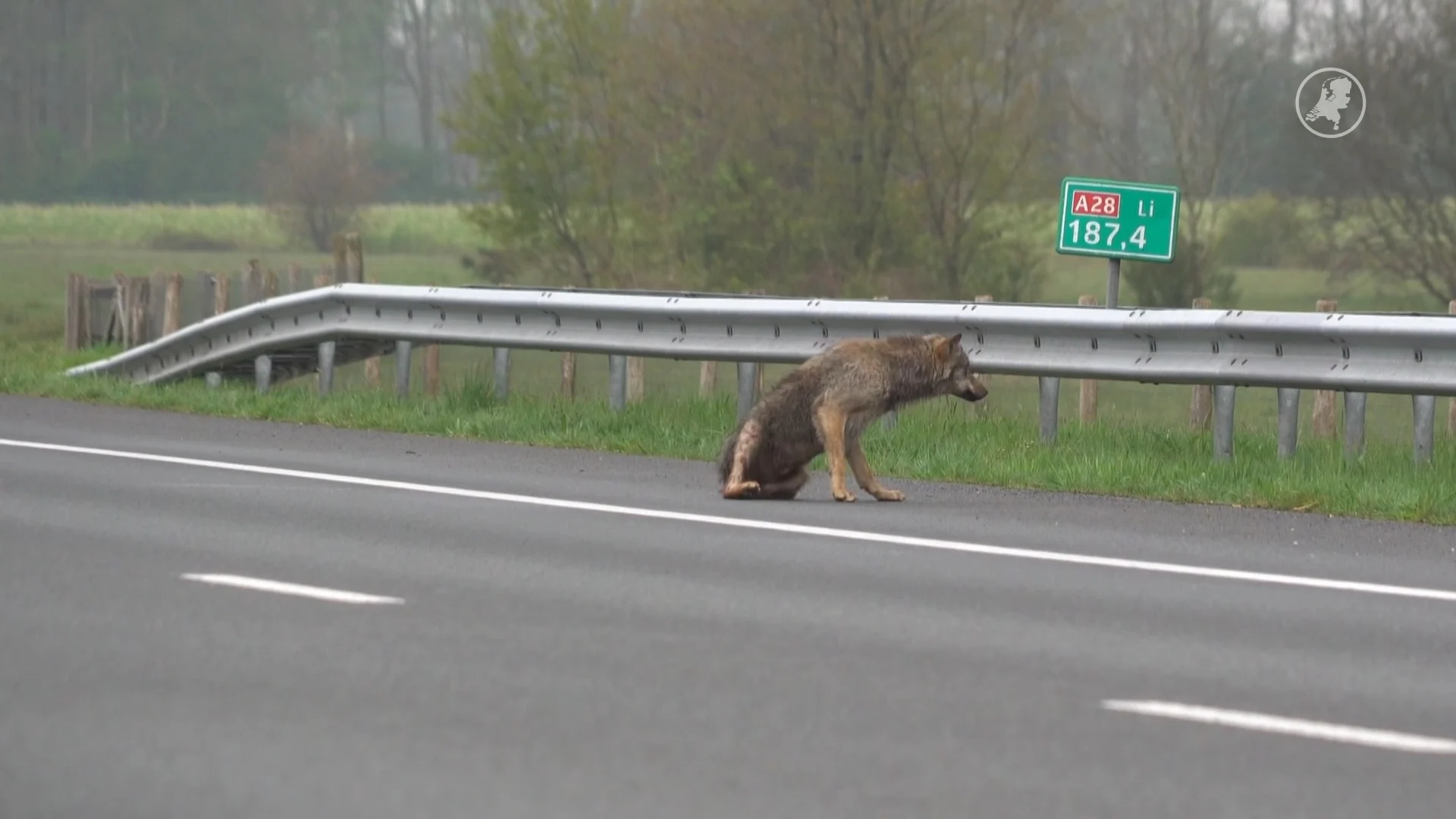 Aangereden wolf op A28 Drentse bij Tynaarlo overleden