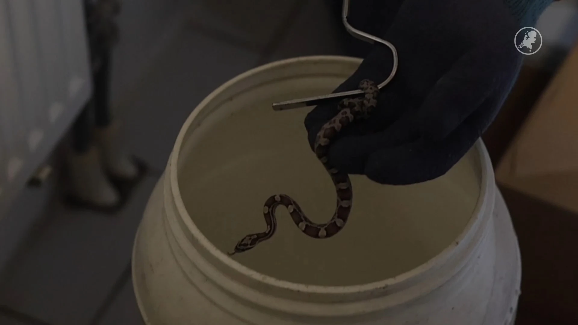 Slang duikt op in badkamer in Den Haag