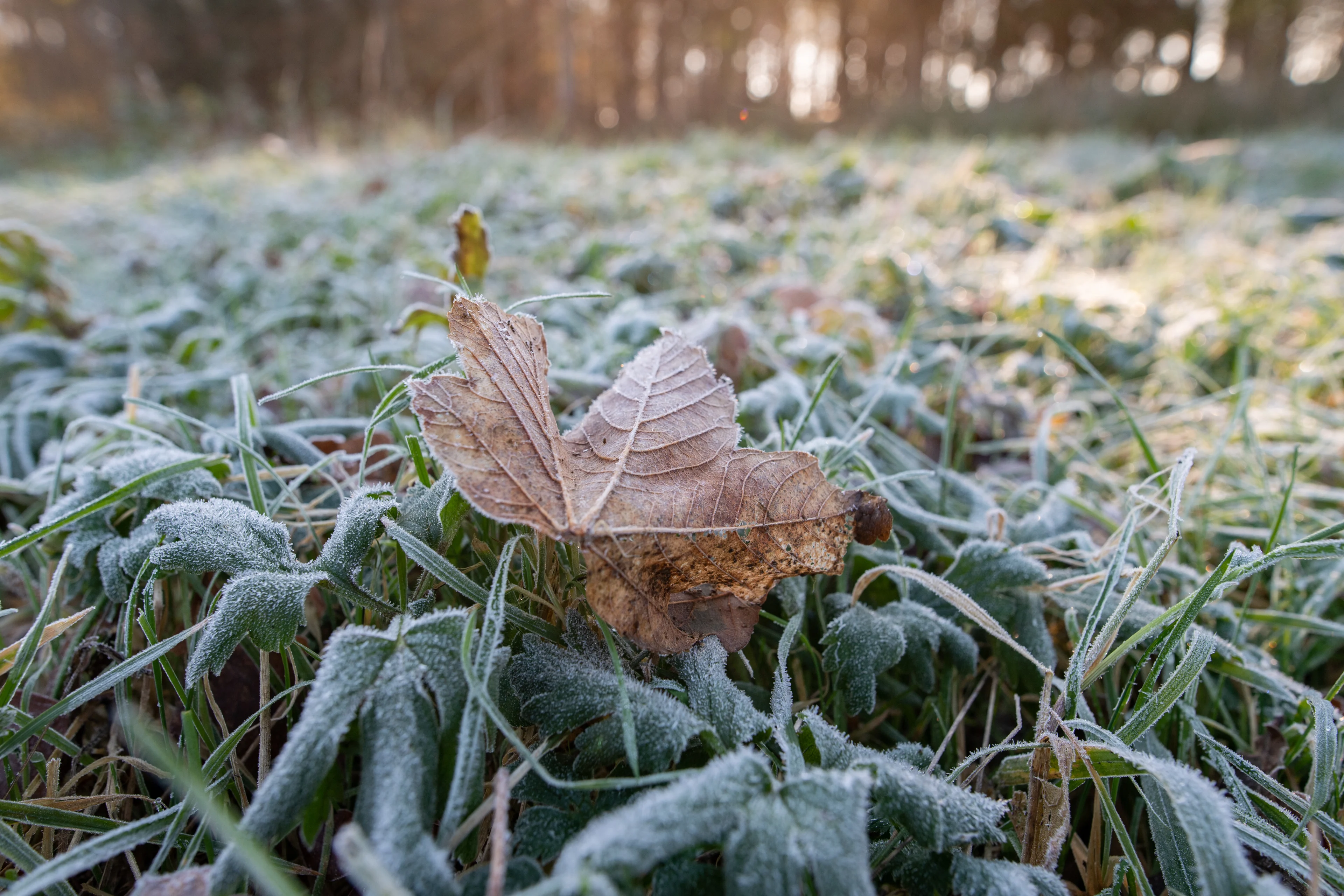 Herfst neemt over: regen, wind en misschien zelfs nachtvorst
