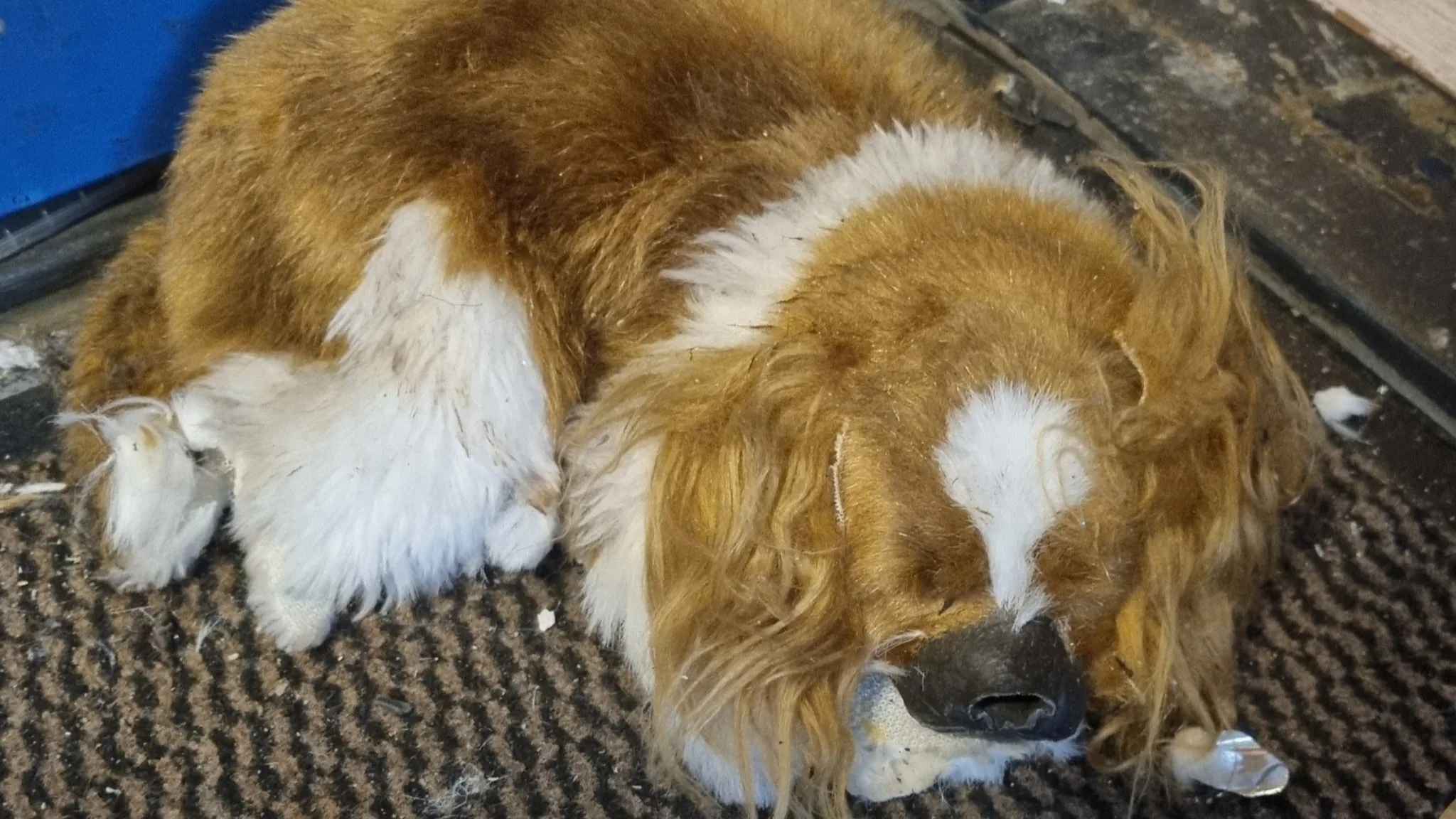 'Dode hond' in portiek Rotterdam, politie neemt hem in beslag