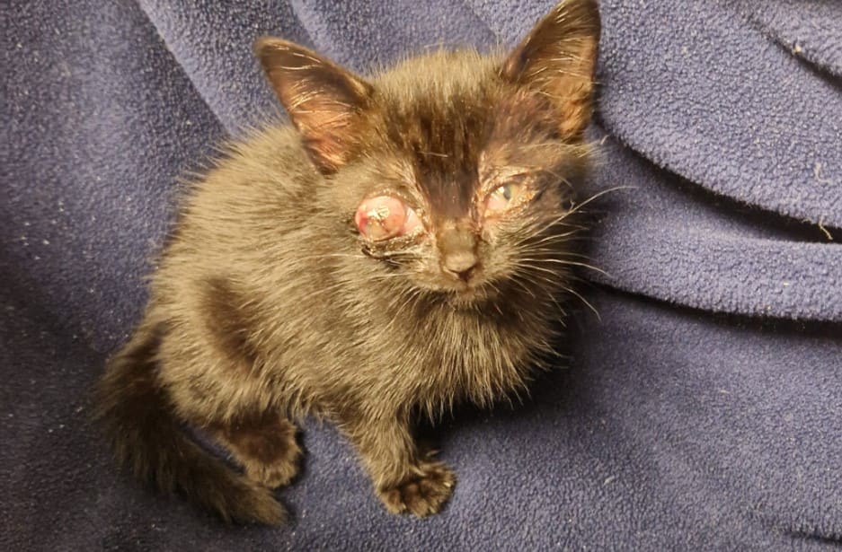 Kittens gedumpt bij grofvuil, twee raken oogje kwijt