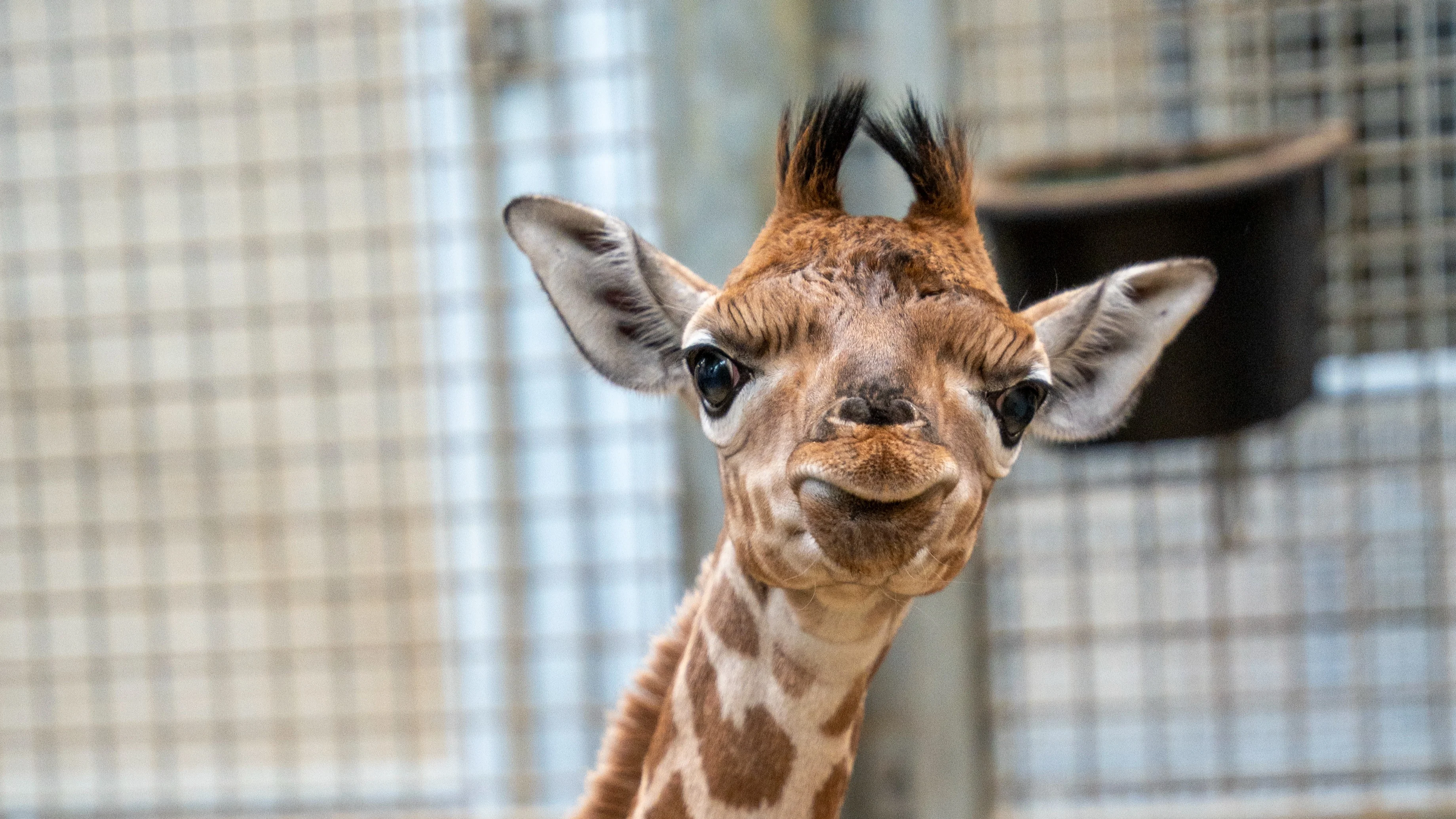 Zien: Burgers' Zoo verwelkomt eerste kleintje van jonge giraffemoeder