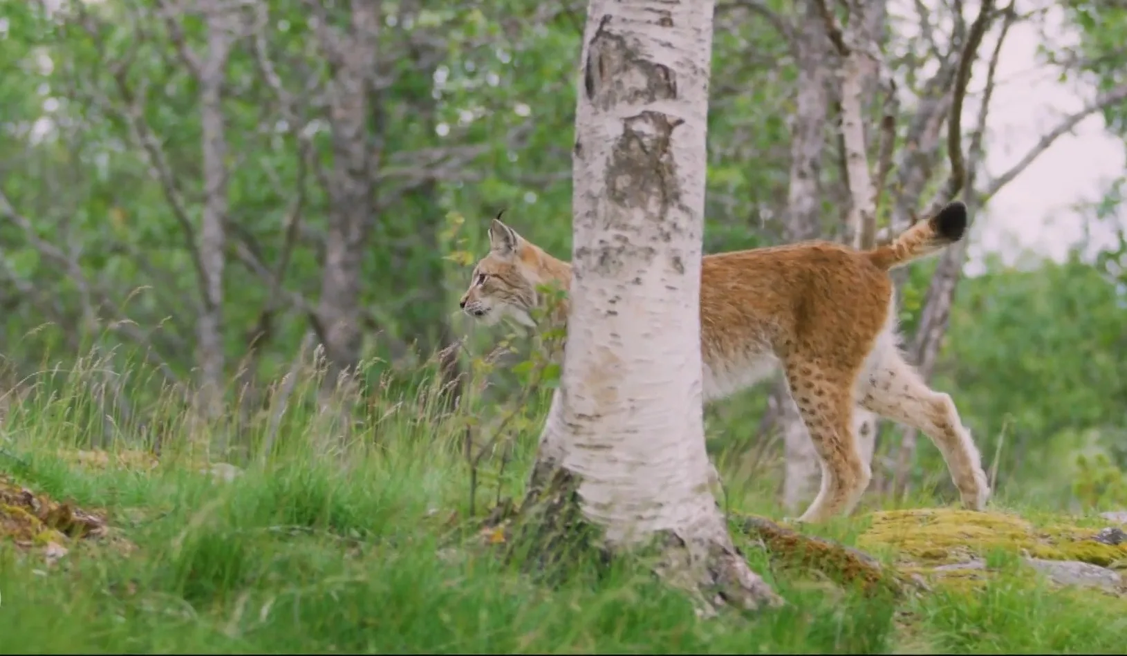 'Grote katachtige' houdt Westland al een week in spanning: 'Dier viel vrouw en hond aan'