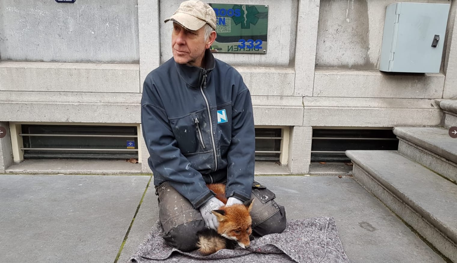 Vos gespot langs de Amsterdamse grachten: 'Dit beeld gaan we steeds vaker zien'