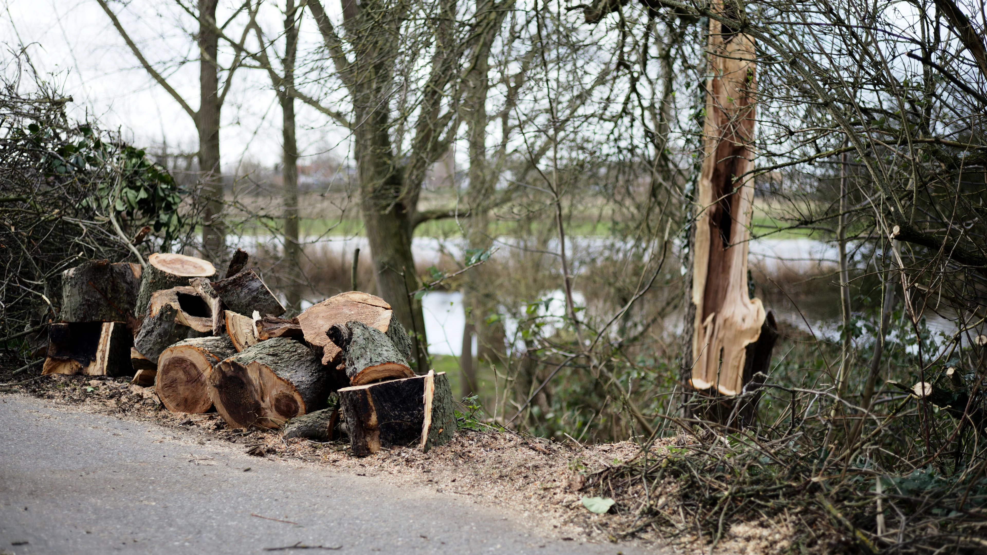 Dankzij Eunice kunnen we even niet het bos in: 'Komende dagen maken we het weer veilig'