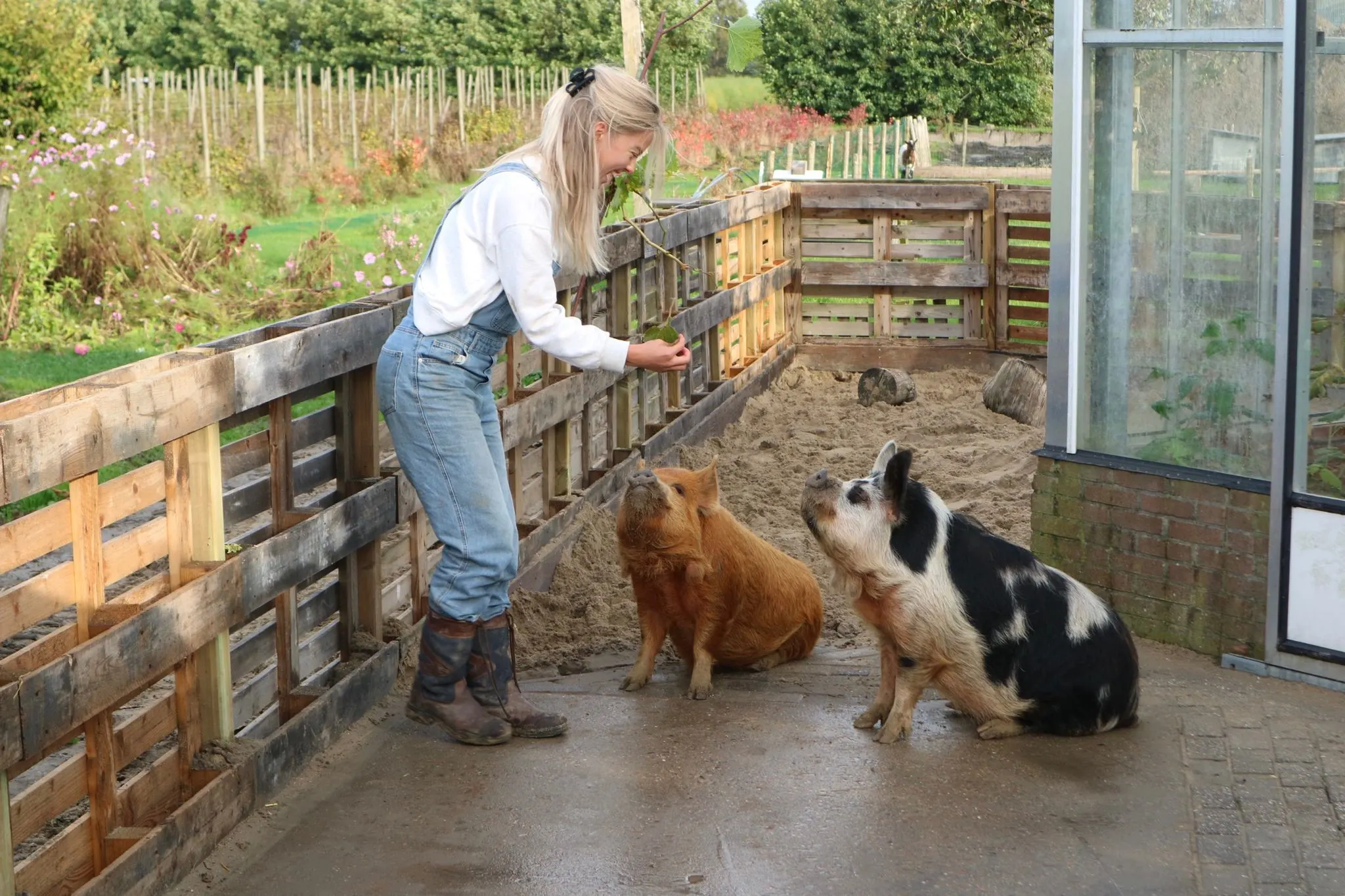 Varkens Jut en Jul voorspellen WK-kwartfinale: wint Nederland of Argentinië? 