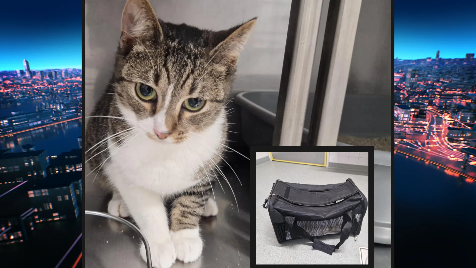 Woede na achterlaten poes in tas bij hotel: 'Boos en verdrietig tegelijk'