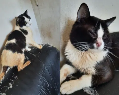 36 verwaarloosde katten uit vervuilde woning gehaald