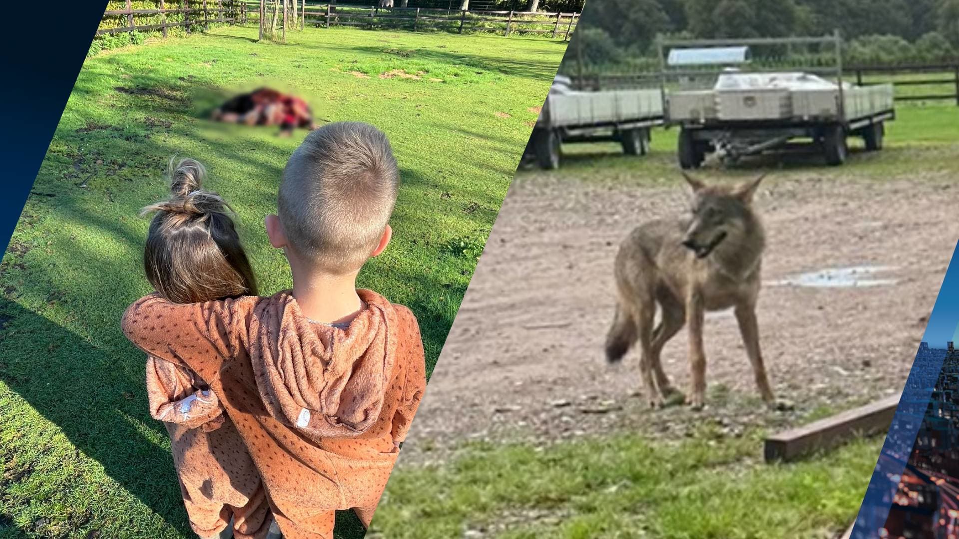 Familie geschokt nadat wolf hun pony Zwartje aan stukken scheurt: 'Bang dat hij me op gaat eten'