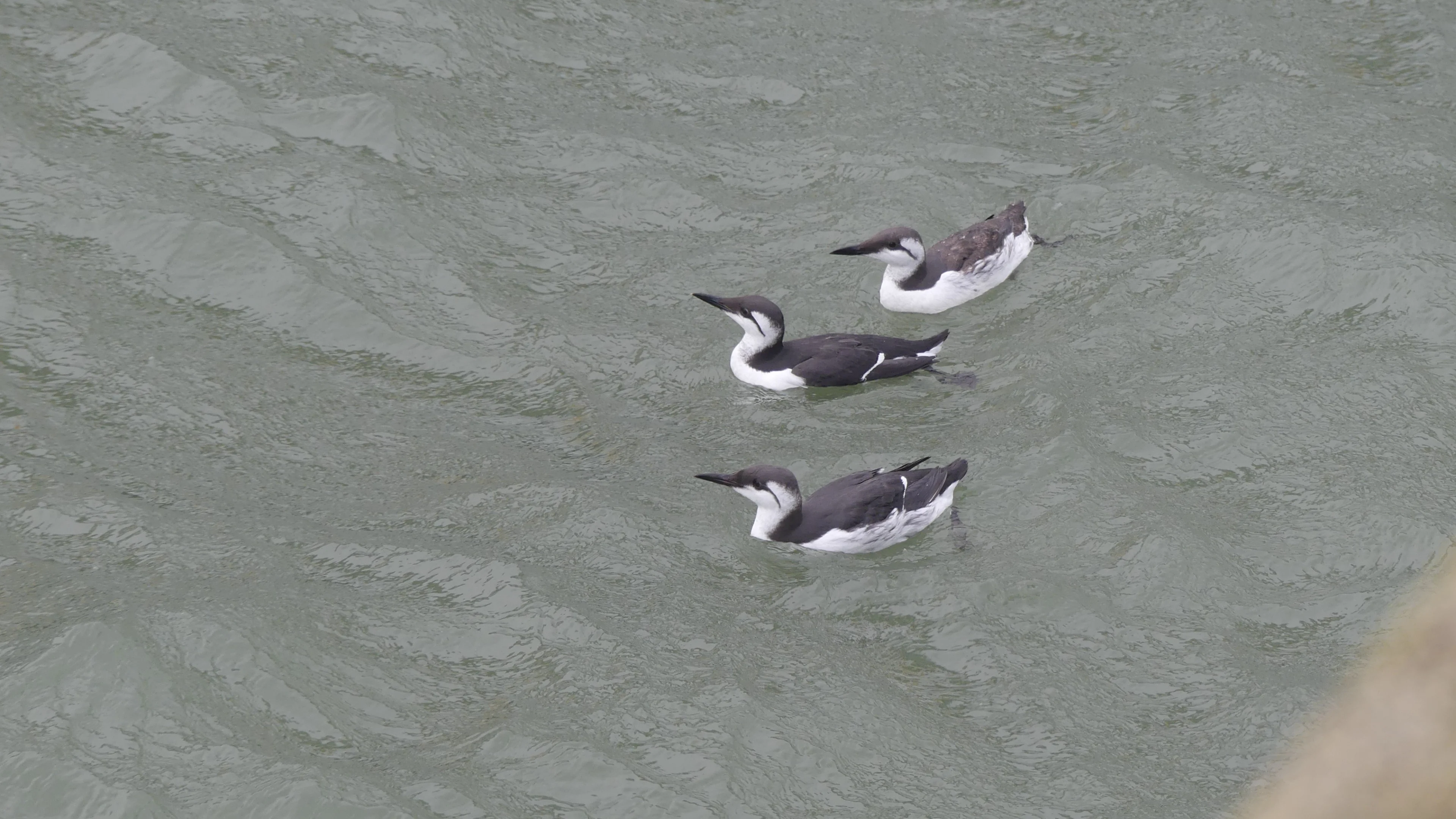 Drie vogels vrijgelaten op Texel na besmeuring met olie