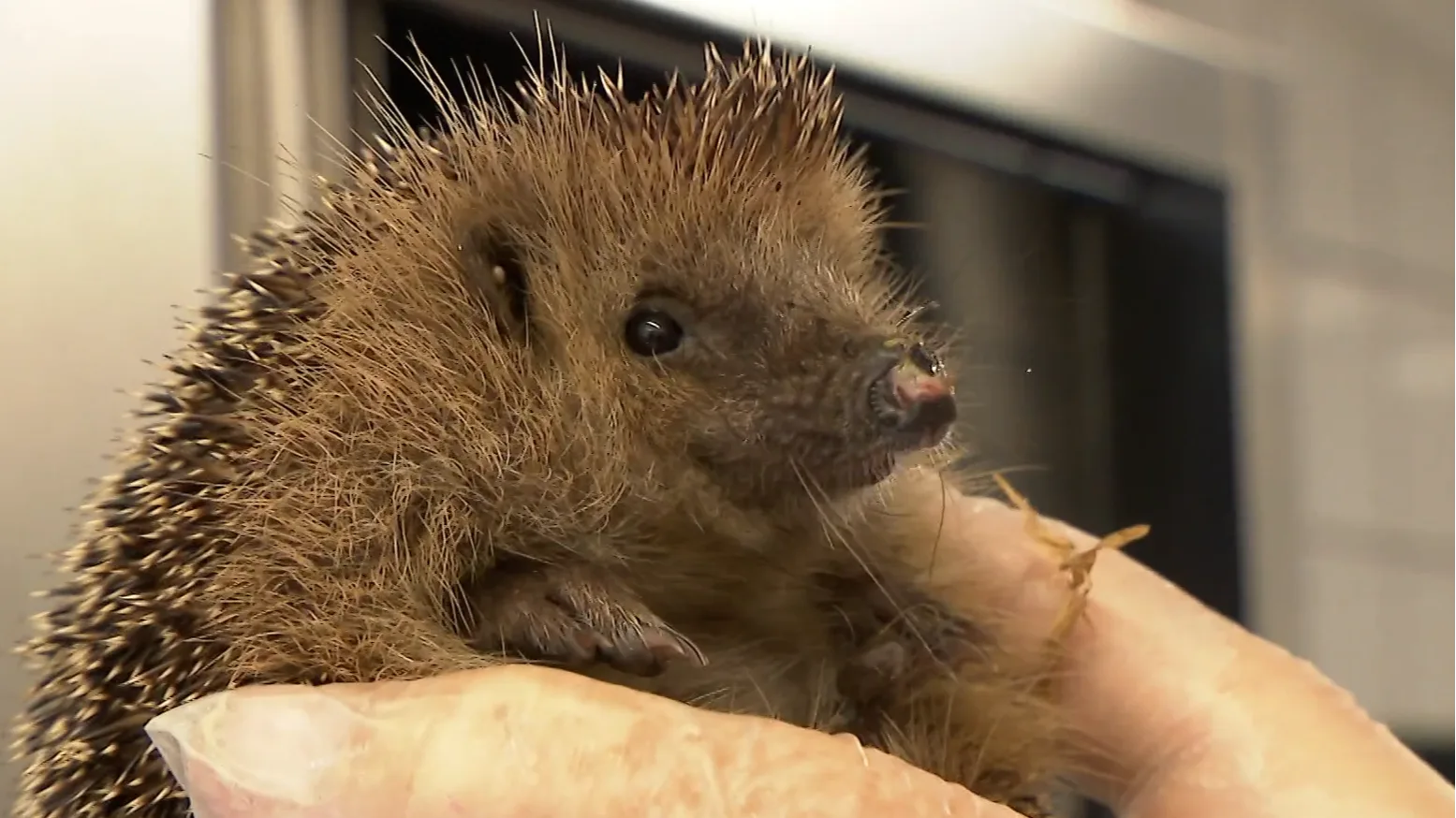 Opvang ziet grote hoeveelheid uitgedroogde egels: 'Het is een drama'