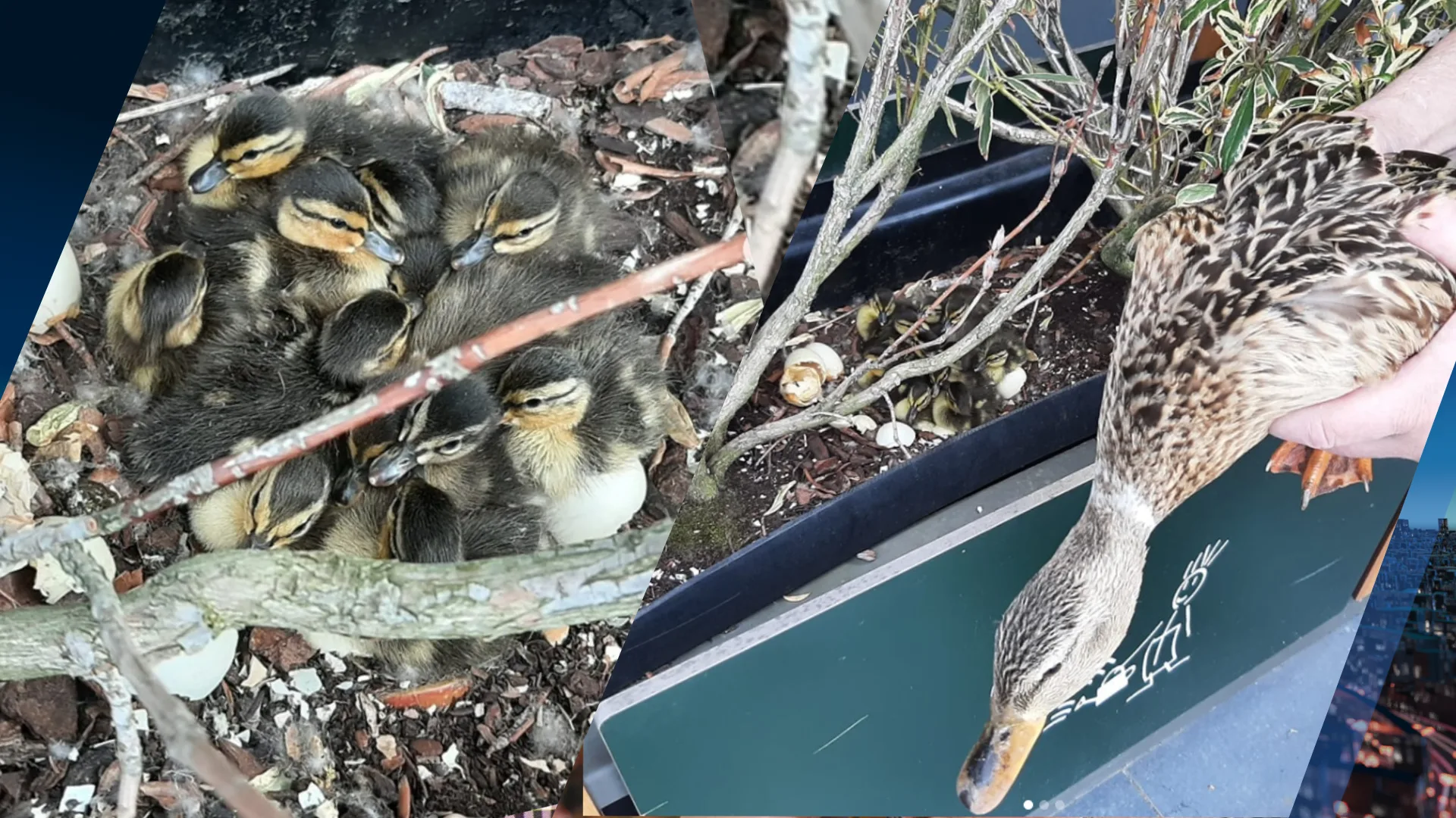 Schattig maar onhandig: moedereend broedt al vijf jaar kuikens uit bij McDonald's