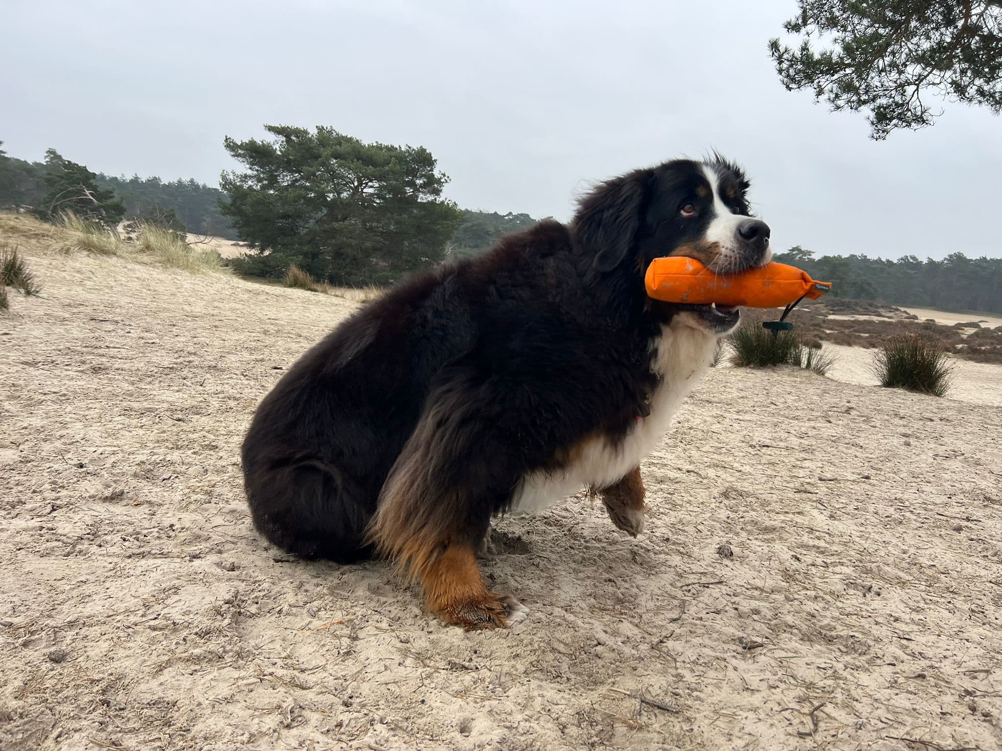 Ook honden krijgen kanker, maar Billie laat zien dat chemotherapie werkt