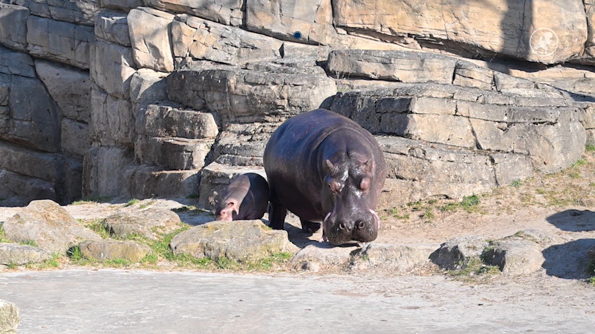 Nijlpaardjong zet eerste stapjes in buitenverblijf Emmen
