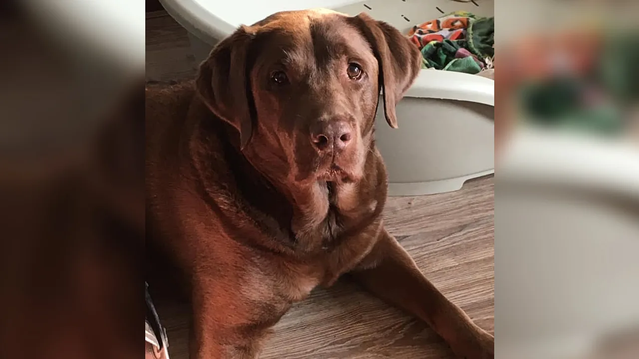 Hond Gino sterft alsnog na heftige aanrijding: 'Dag vriend, het is goed zo'