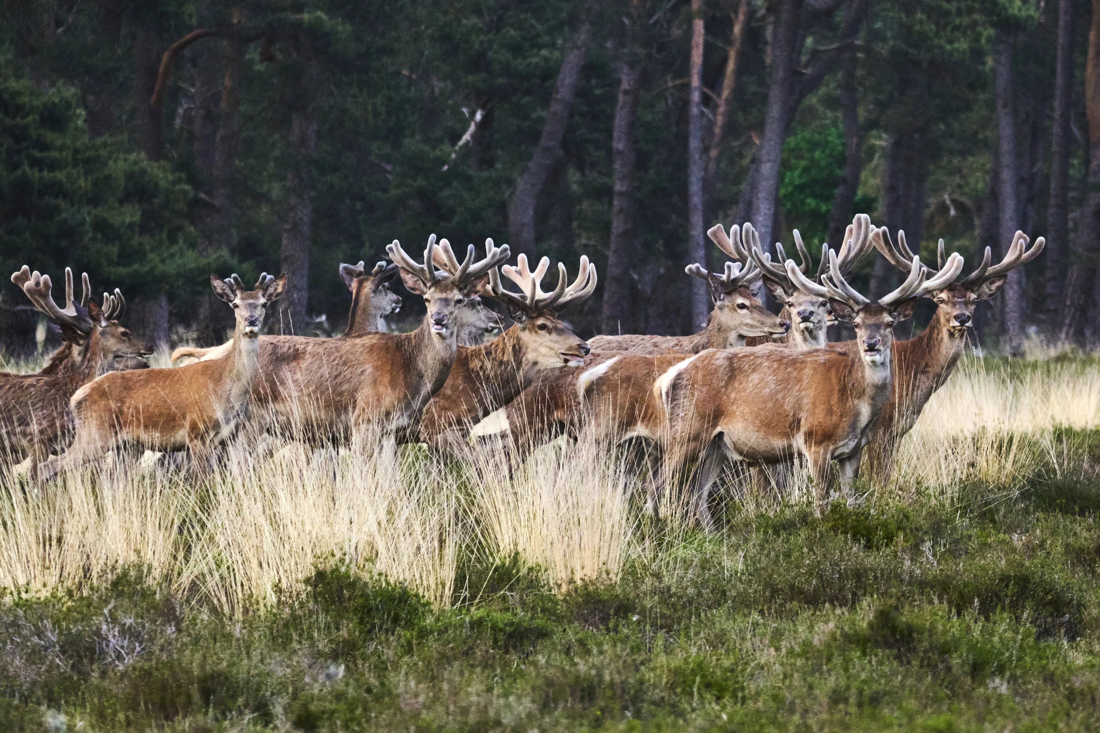 Staatsbosbeheer moet 1600 edelherten afschieten in Oostvaardersplassen