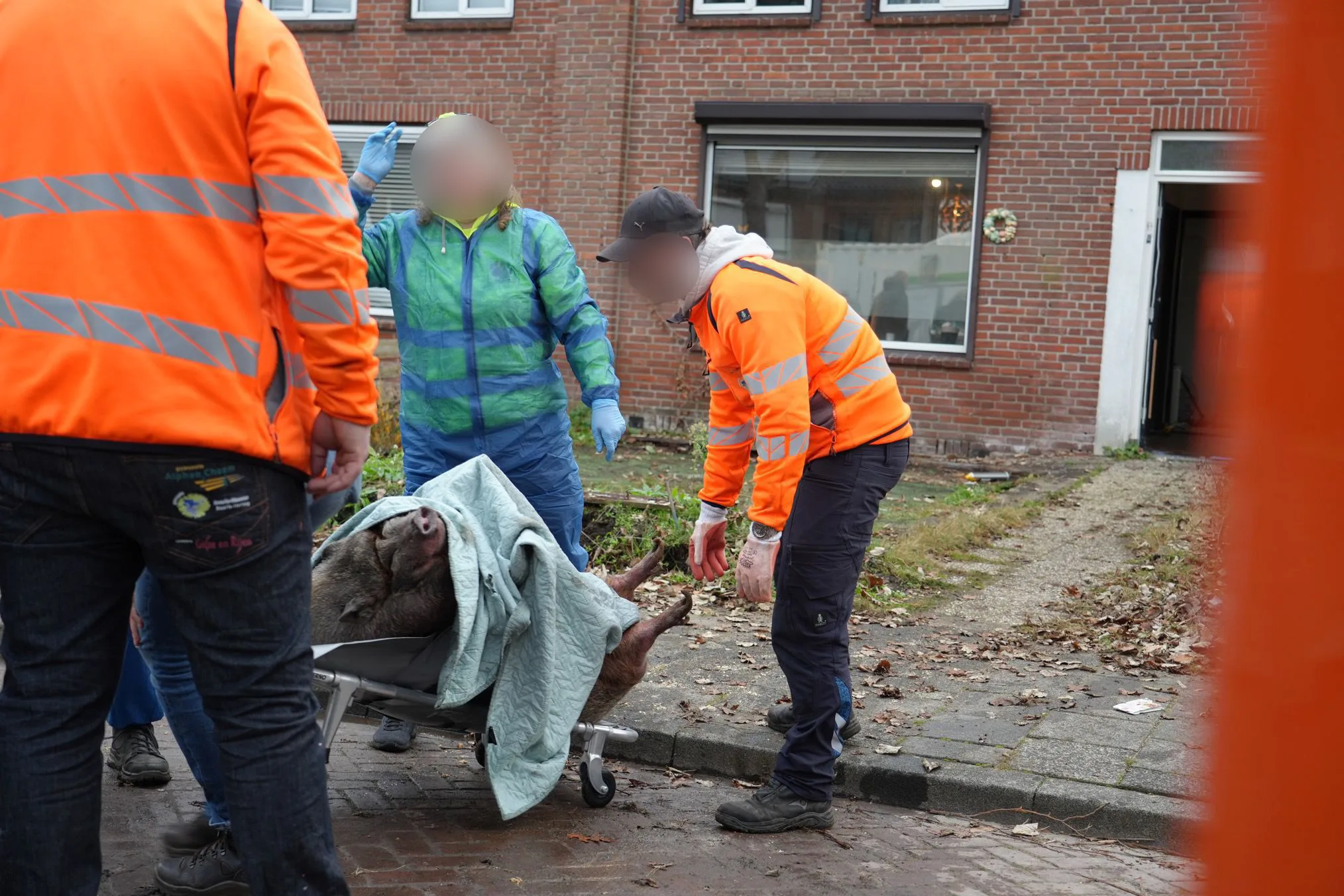 Zwaar varken op brancard uit huis gehaald bij ontruiming in Rijen