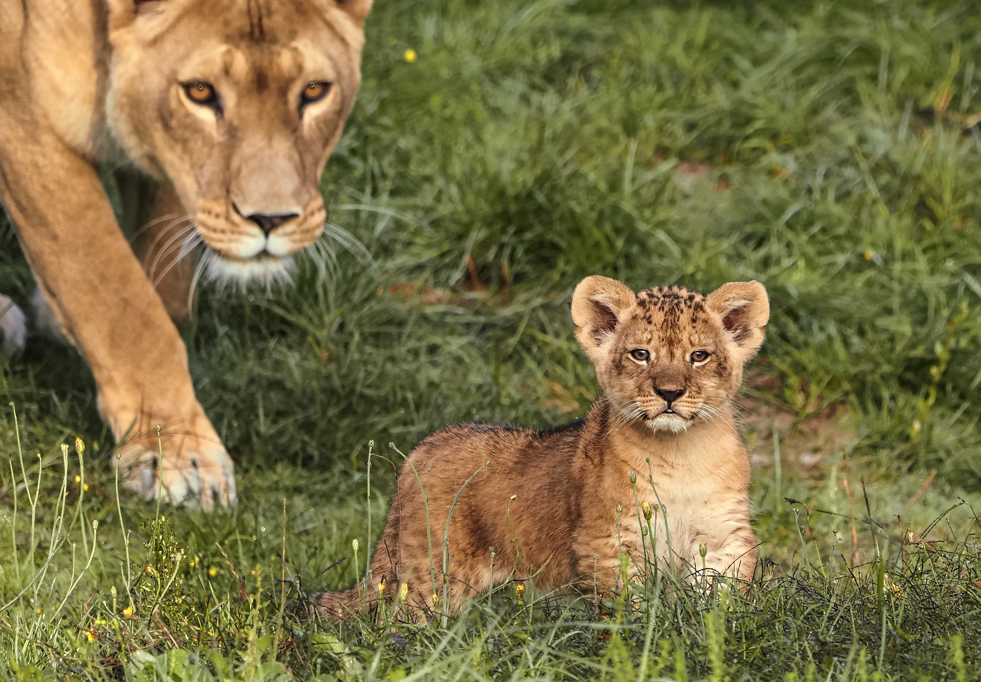 ZIEN: Leeuwenwelpjes snuffelen voor het eerst rond in hun buitengebied