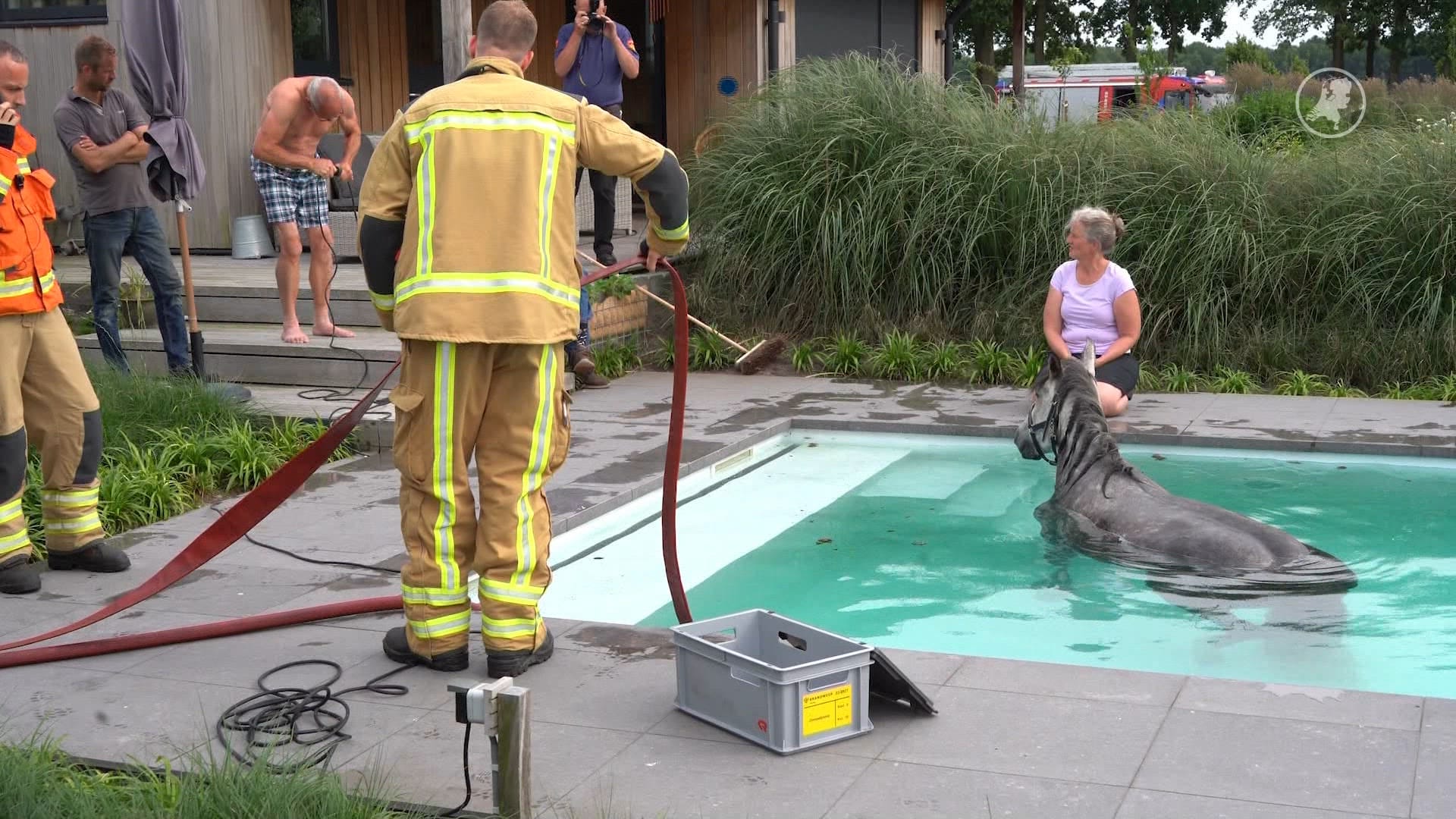 Paard zoekt verkoeling in zwembad