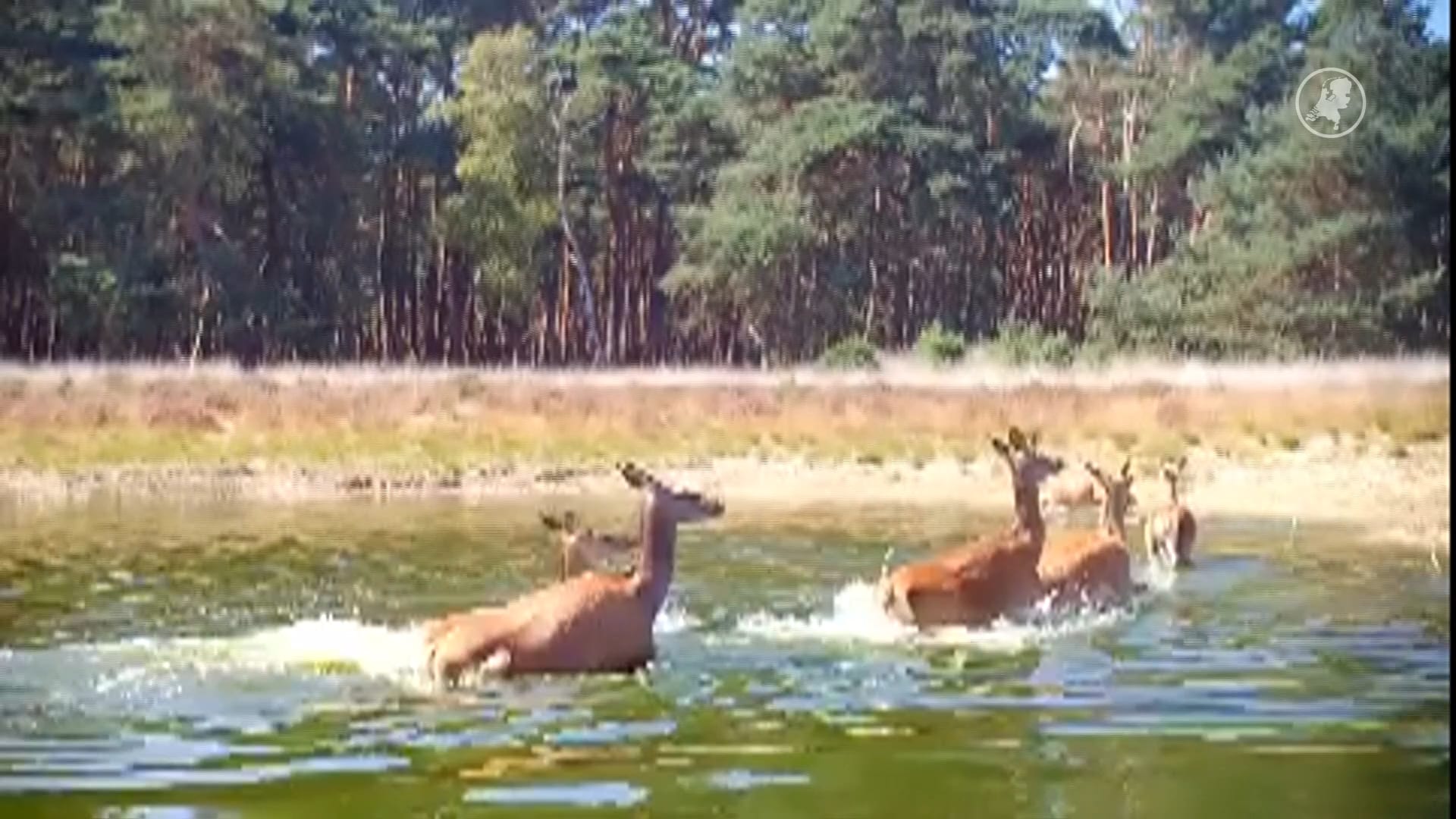 Bijzondere beelden van een wolf die edelherten verjaagt op de Veluwe