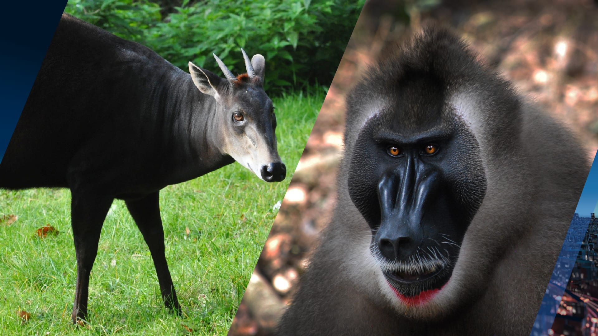 ZooParc Overloon krijgt primeur: nog niet vertoonde (bedreigde) dierensoorten