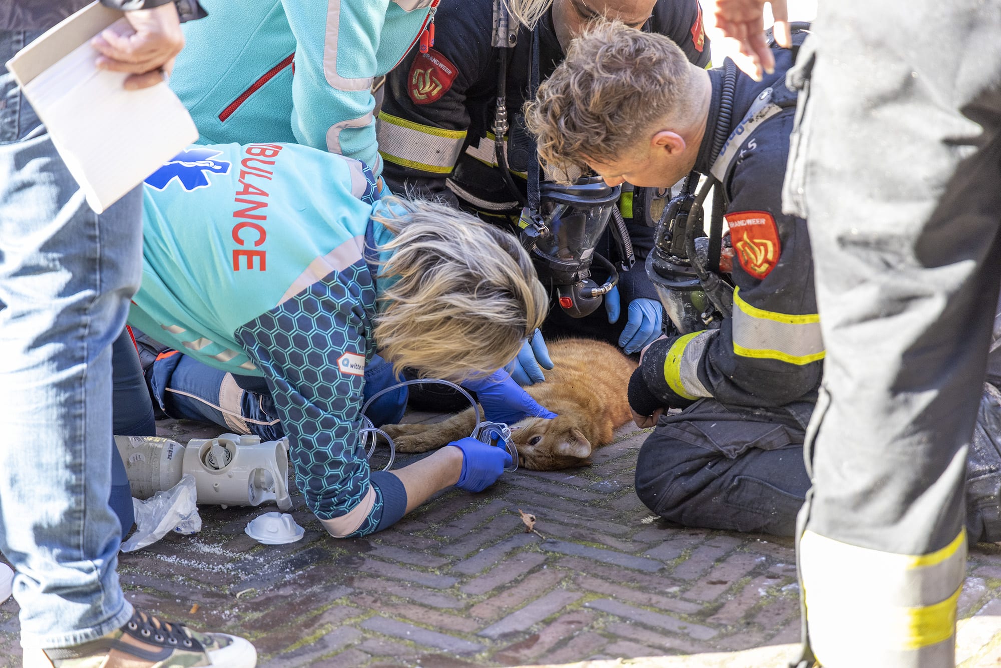 Kat overlijdt ondanks reanimatie bij woningbrand in Haarlem