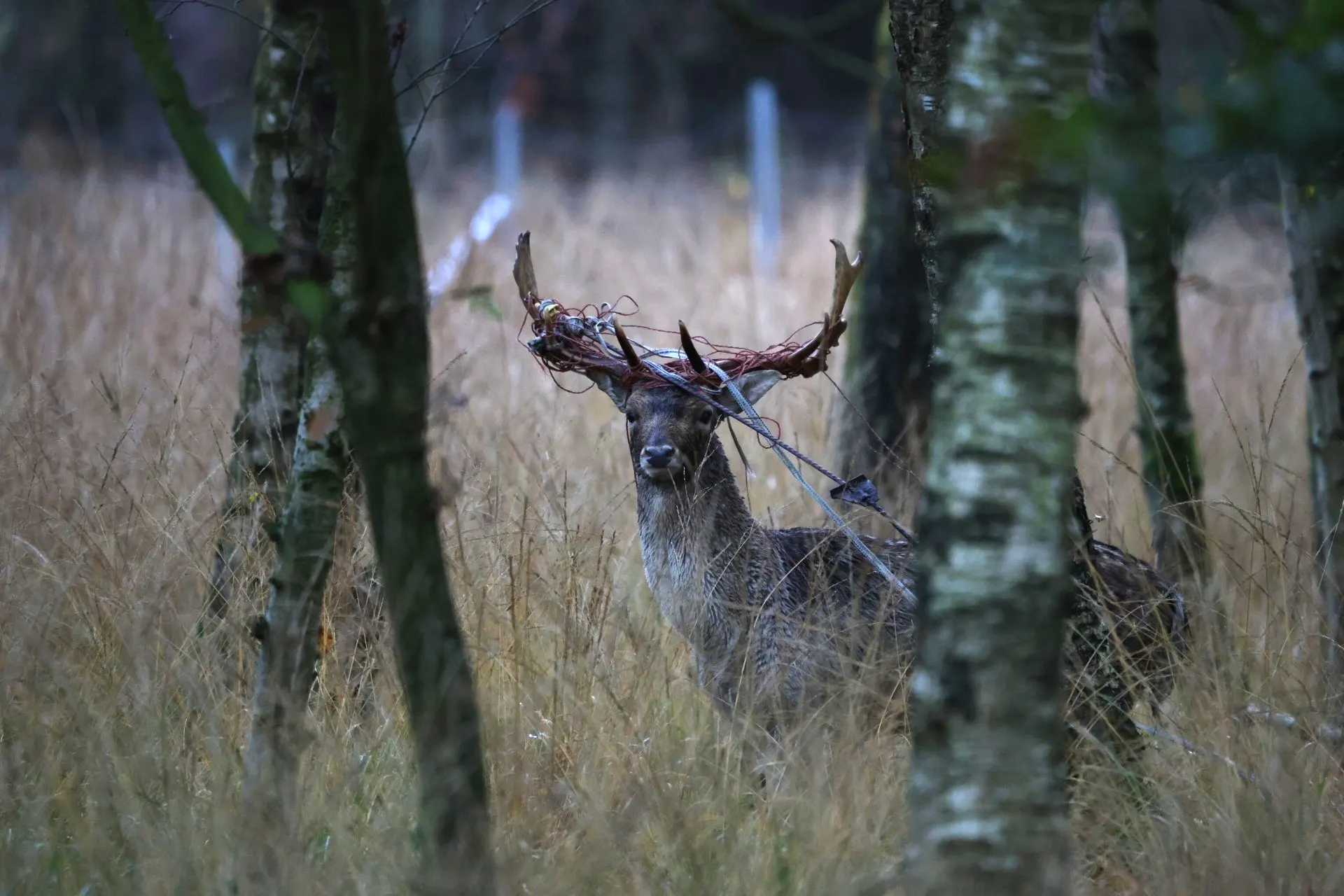 Zuid-Holland mag damherten Hoeksche Waard schieten, maar moet helft sparen
