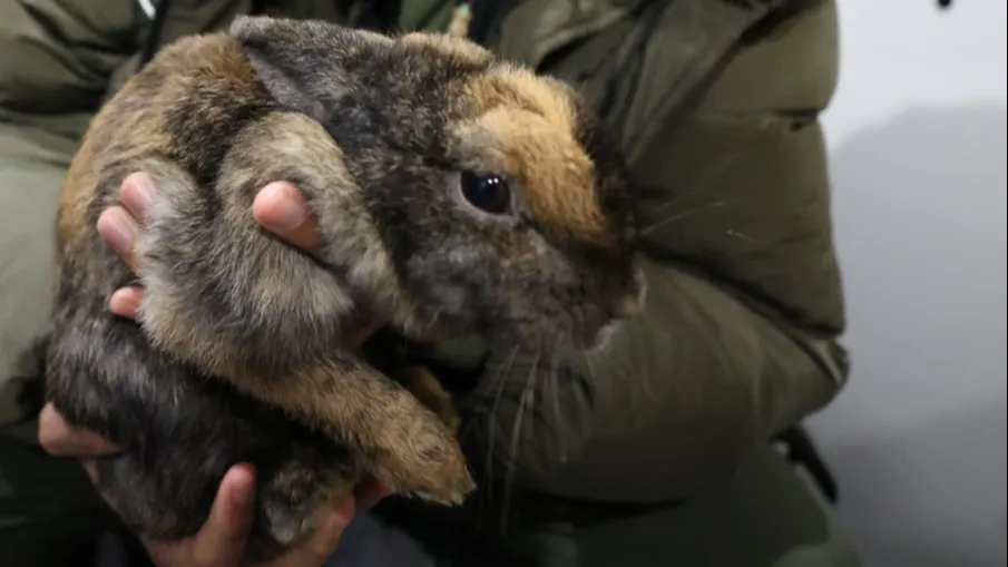 Konijn overleden dat met wortels bij tramhalte werd gedumpt