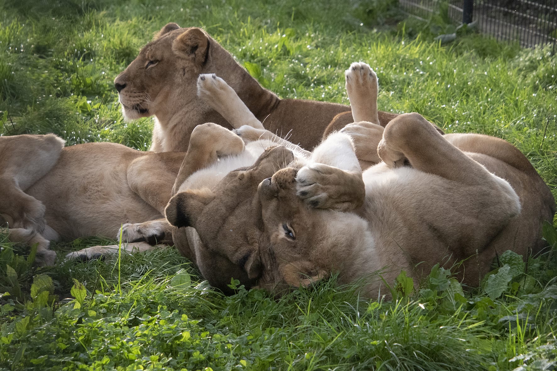 Voormalige circusleeuwen vanuit Nederland vertrokken naar vrijheid in Afrika