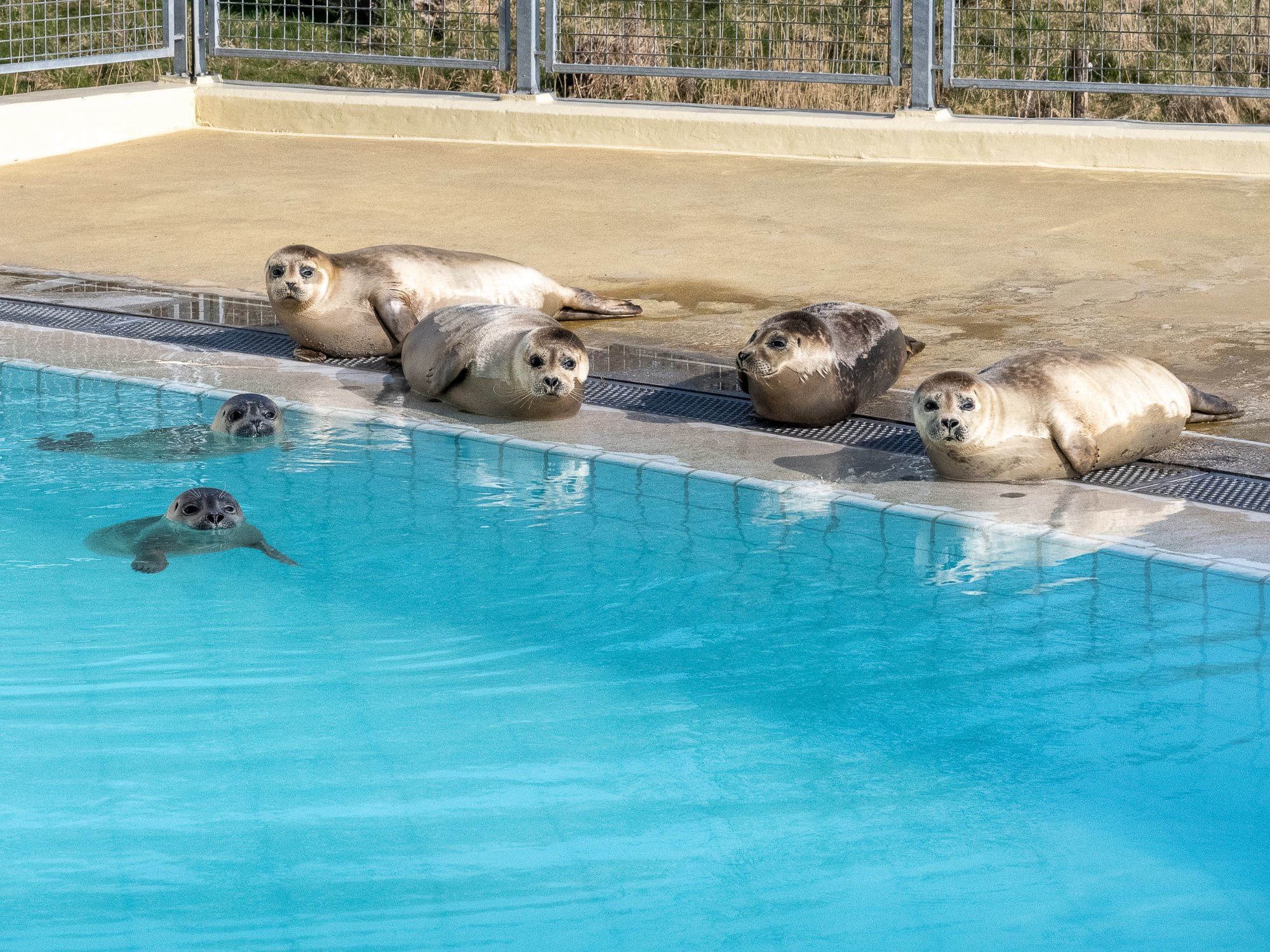 Zeehondenpups Pieterburen gaan viraal in Japan, doneren massaal 'portie vis'