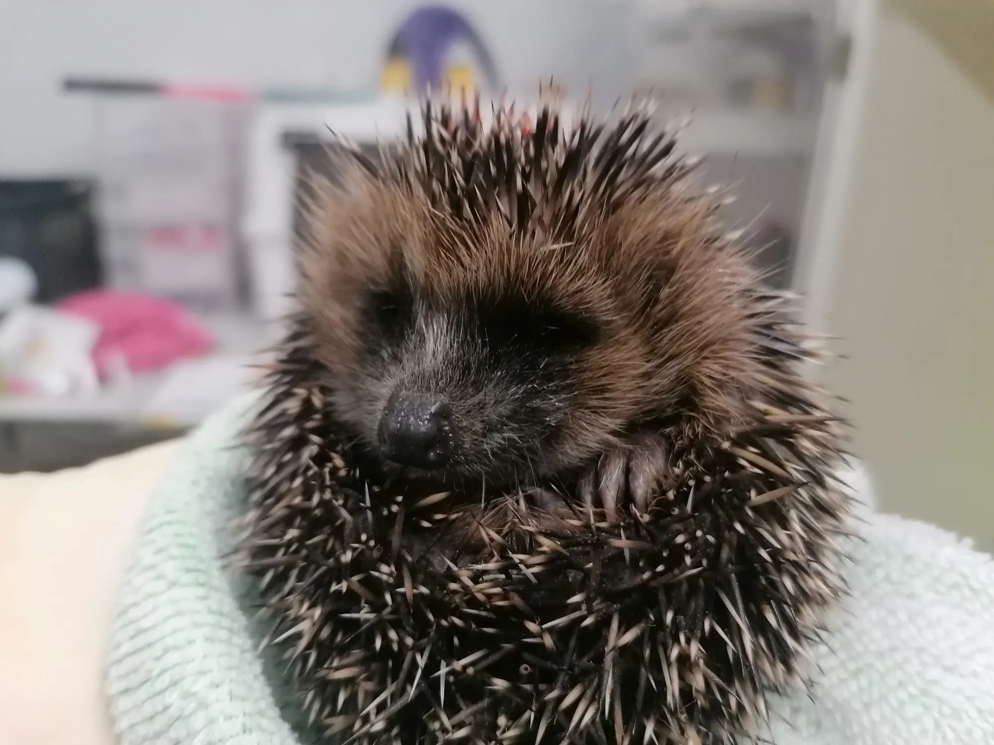 Wildopvang De Bonte Piet overvol en moet mogelijk dieren in nood weigeren