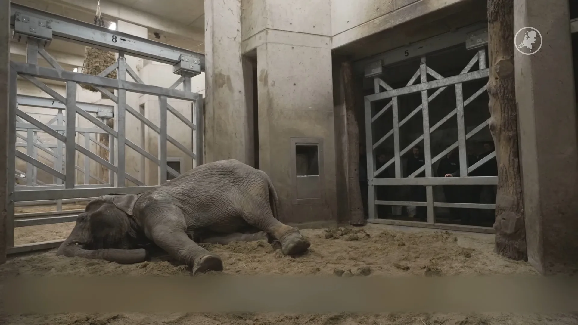 Olifant Dhunja overleden in Burgers' Zoo