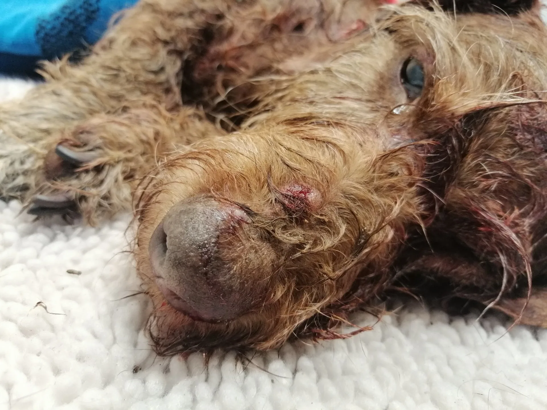 Teckel Tess doodgebeten door andere hond, baasje is spoorloos