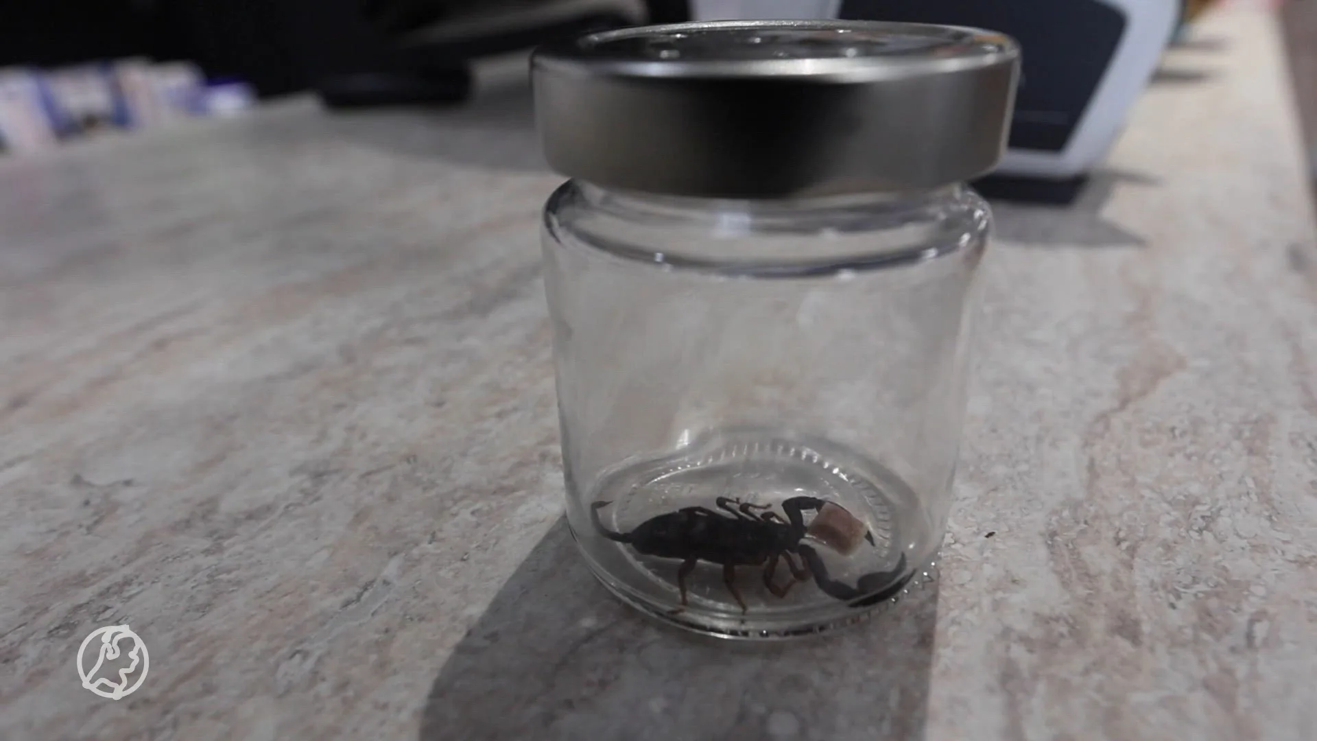 Vrouw vindt schorpioen in pakketje uit Spanje