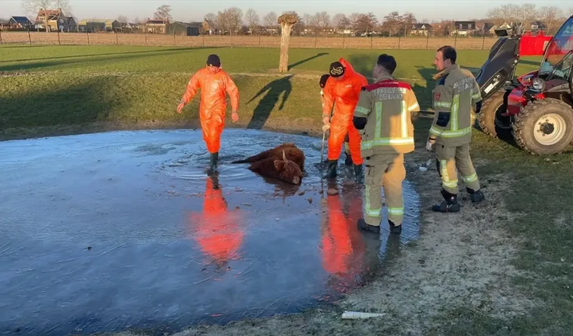 Schotse hooglander zakt door het ijs in Kruiningen, brandweer komt in actie