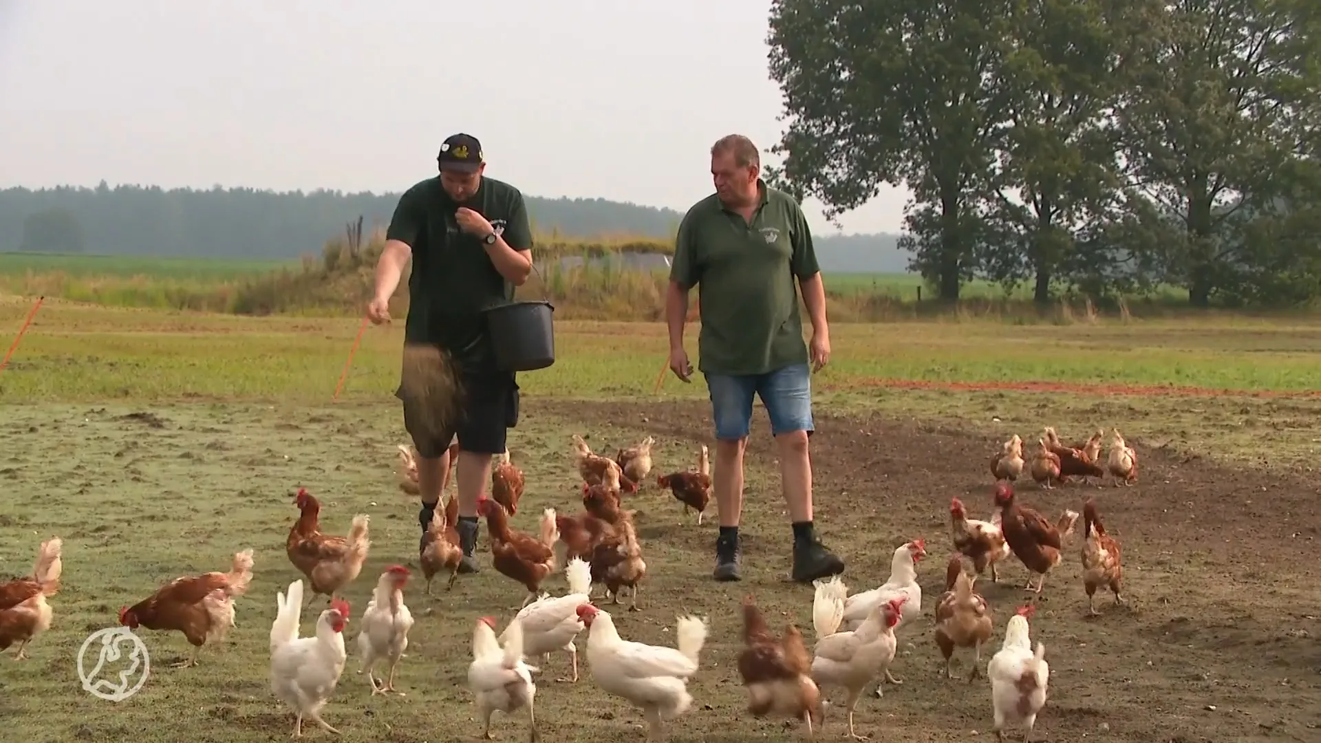 Landelijke ophokplicht voor pluimvee na uitbraak vogelgriep